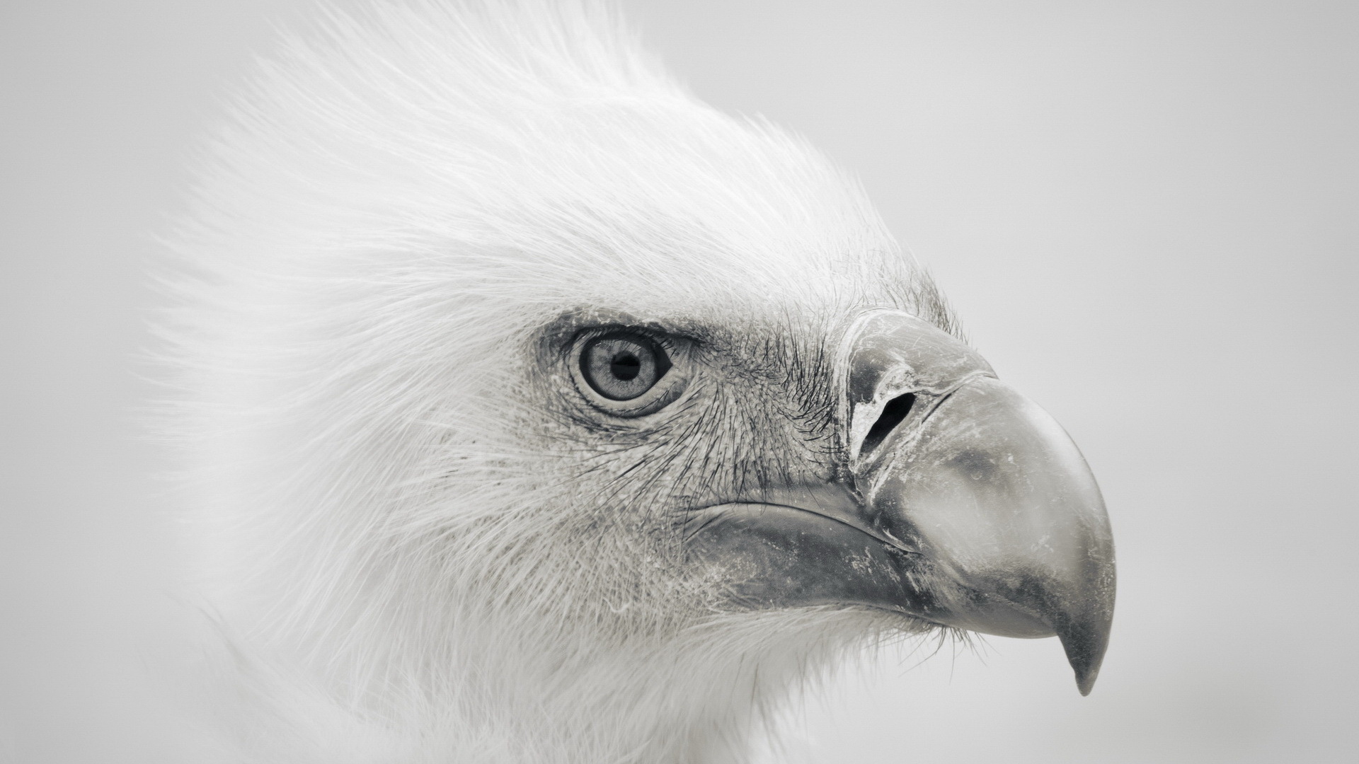 Download mobile wallpaper Animal, Eagle for free.