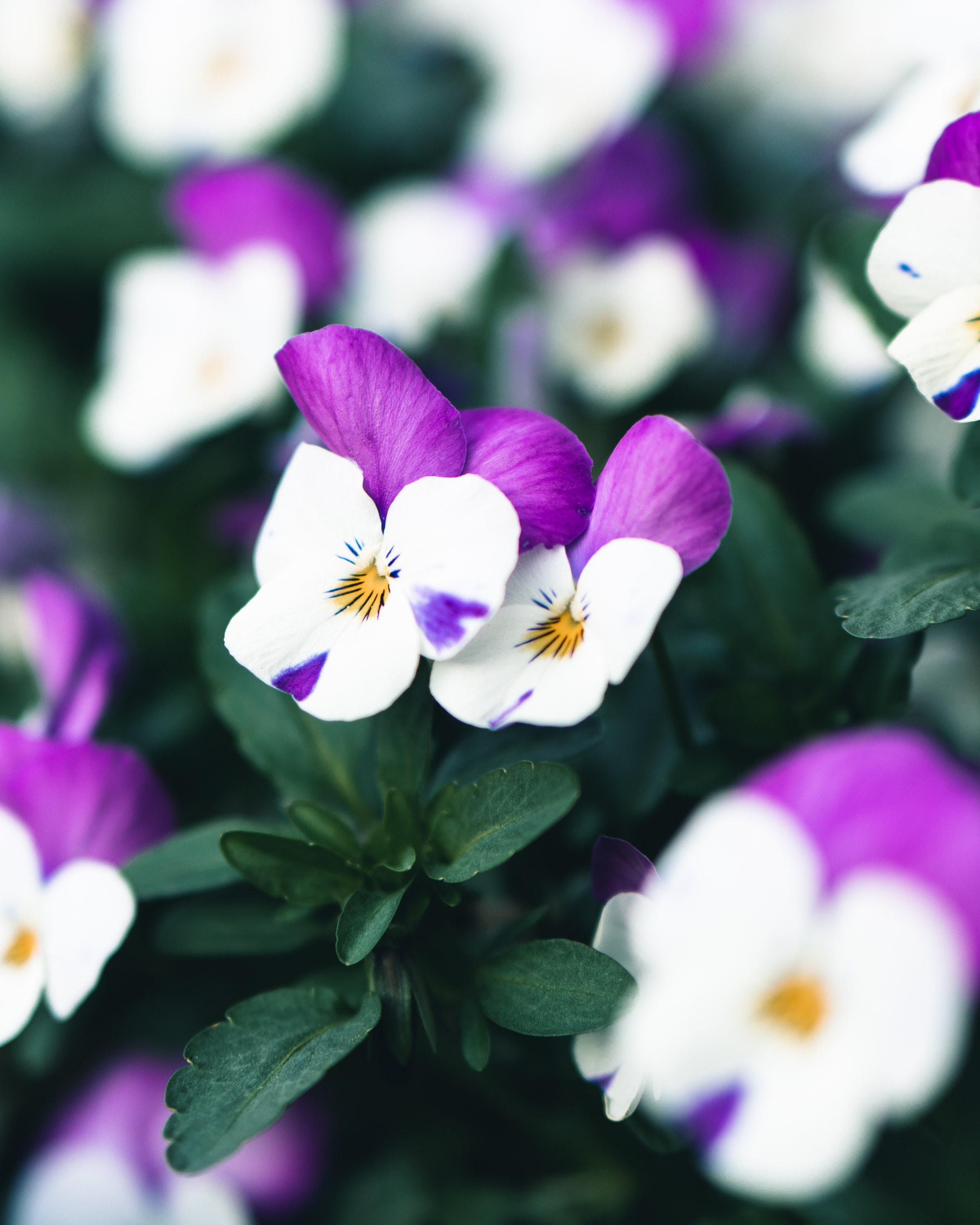 60473壁紙のダウンロード植物, フラワーズ, スミレ, 工場, 咲く, 開花, 白い, 紫の, 紫-スクリーンセーバーと写真を無料で