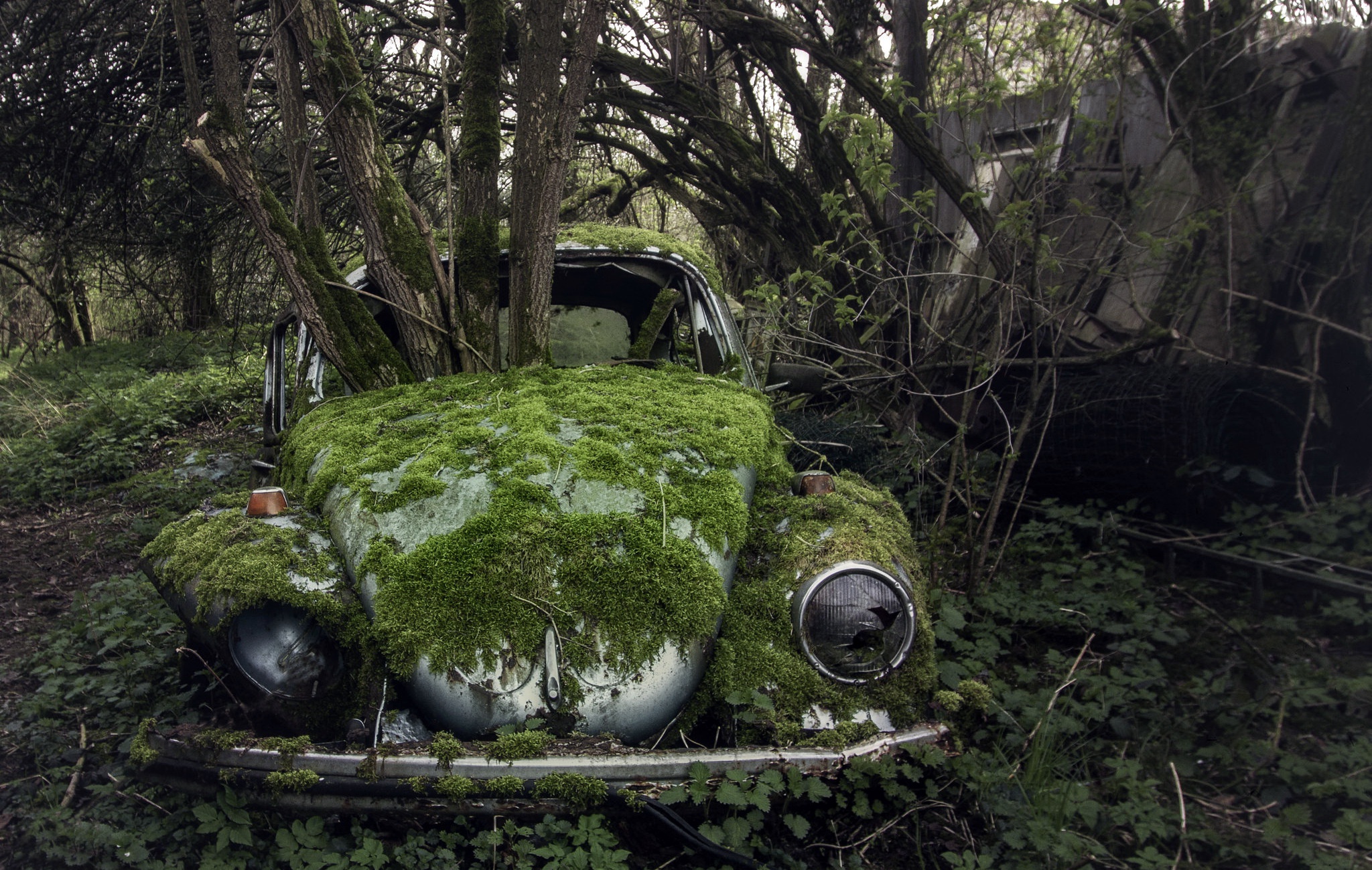 Download mobile wallpaper Car, Moss, Abandoned, Wreck, Vehicles for free.