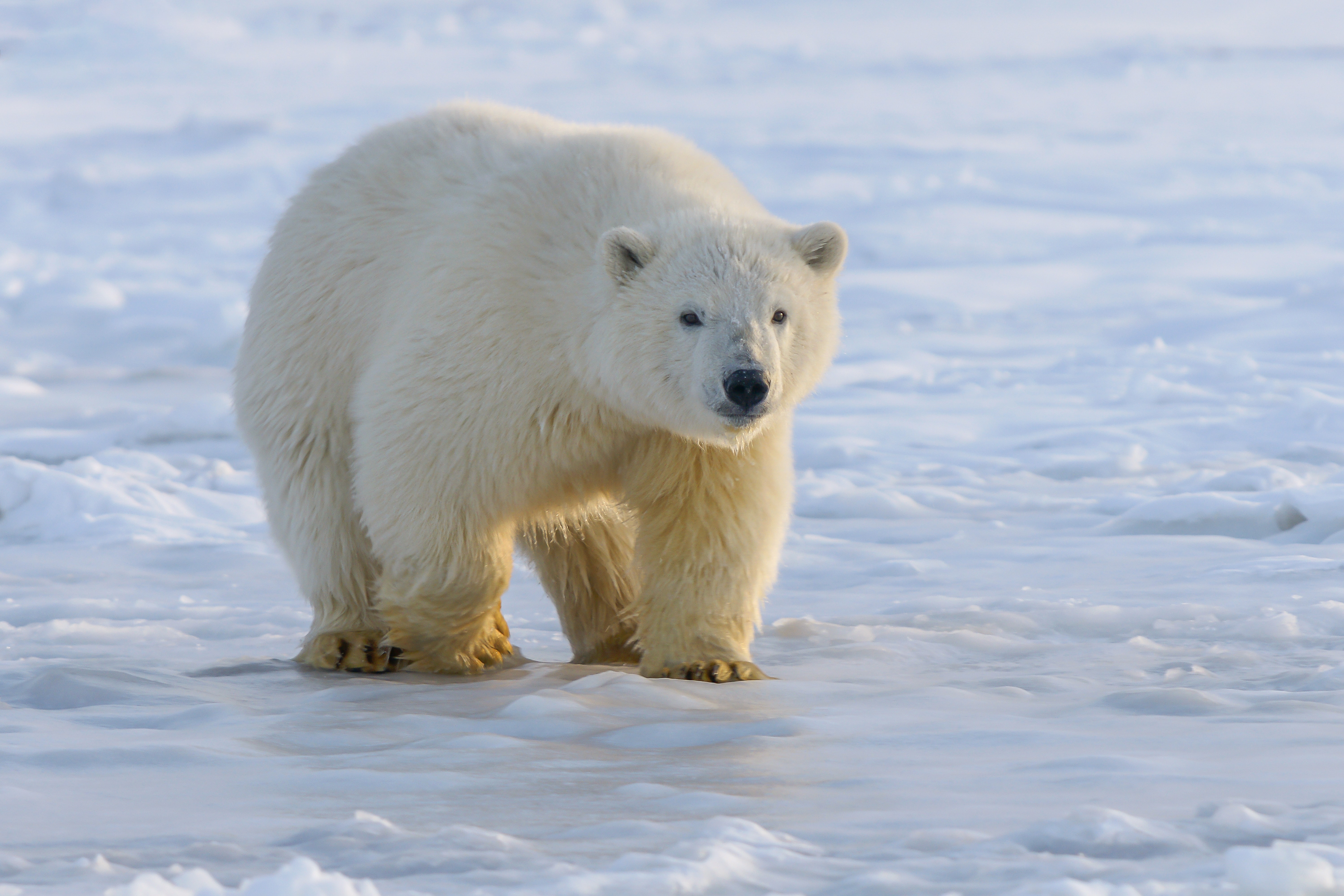 115334画像をダウンロードホッキョクグマ, 動物, 氷, くま, 熊, プレデター, 捕食者, 北極熊-壁紙とスクリーンセーバーを無料で