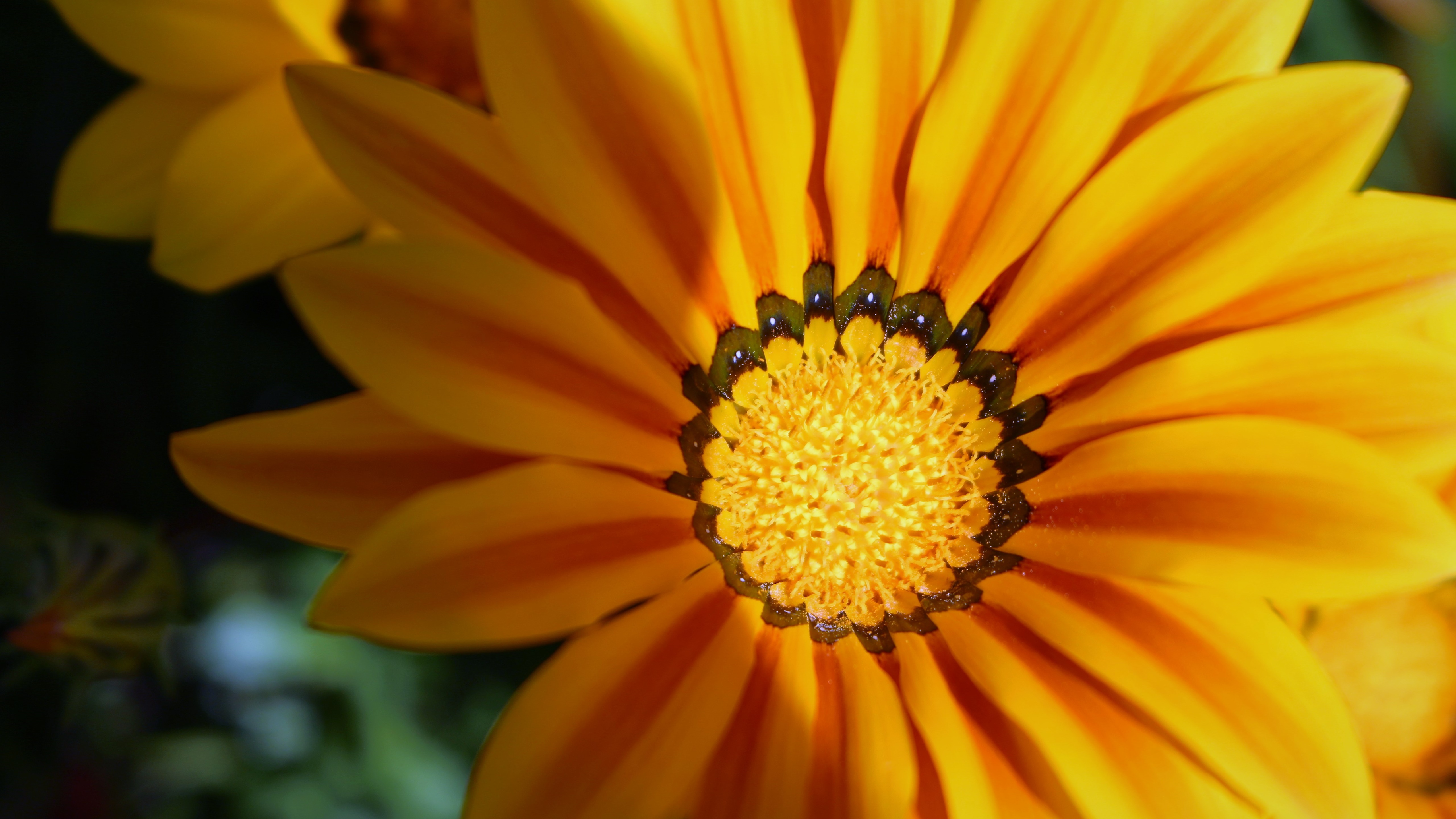 461386 descargar fondo de pantalla tierra/naturaleza, gazania, flor, flor amarilla, flores: protectores de pantalla e imágenes gratis