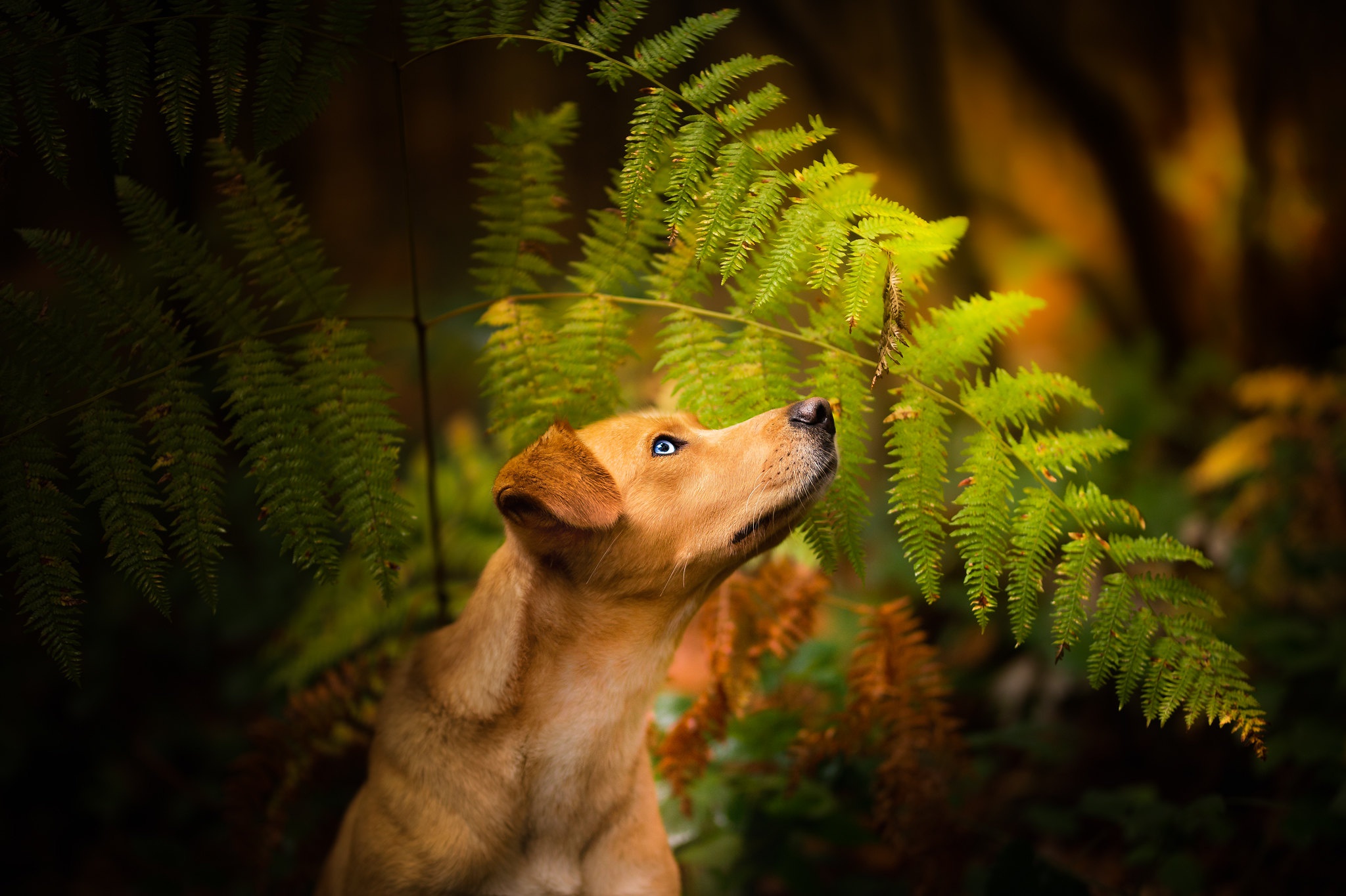 Free download wallpaper Dogs, Fern, Dog, Animal on your PC desktop