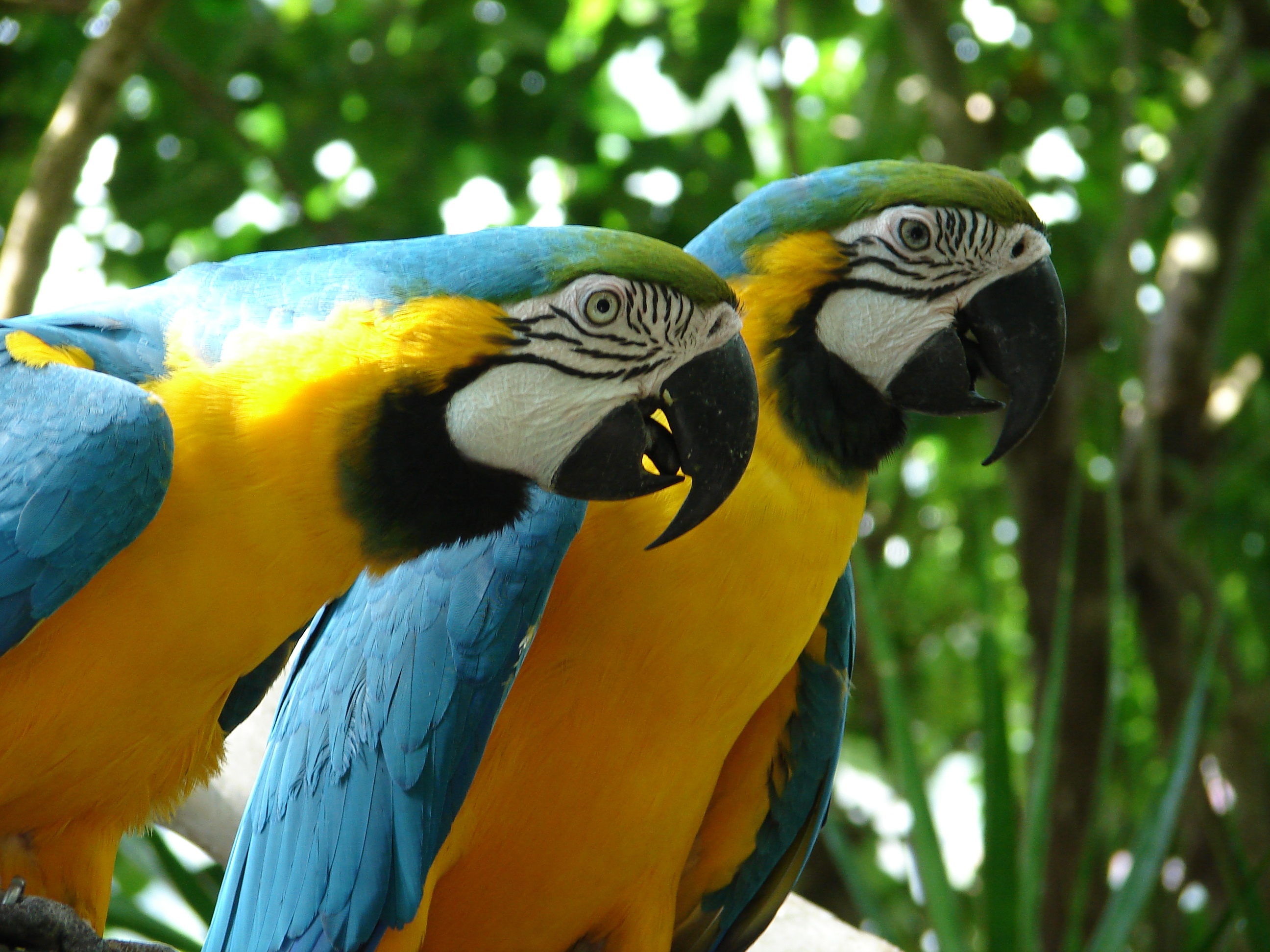 Laden Sie das Tiere, Vögel, Papagei, Gelbbrustara-Bild kostenlos auf Ihren PC-Desktop herunter