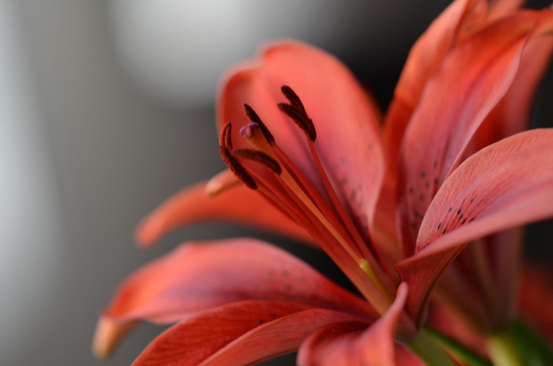 Download mobile wallpaper Stamens, Lily, Petals, Flower, Macro for free.
