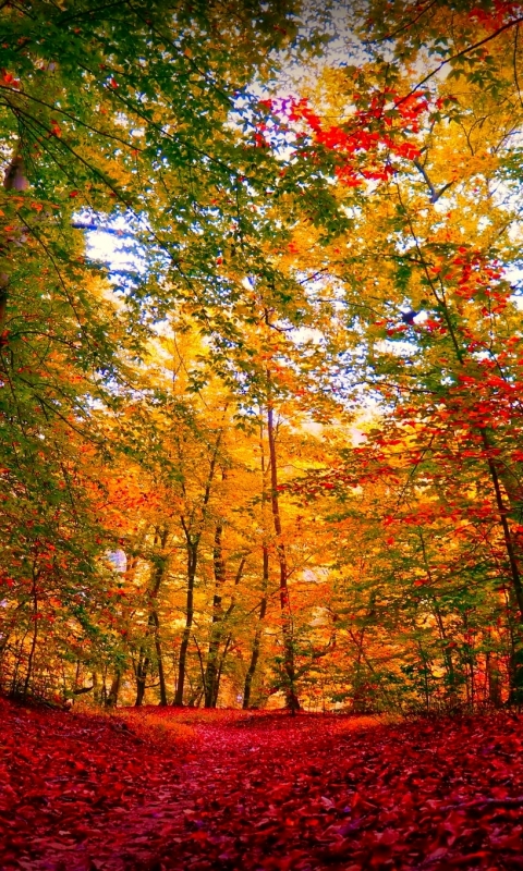 Téléchargez des papiers peints mobile Automne, Forêt, Arbre, Tomber, Terre, La Nature, Terre/nature gratuitement.