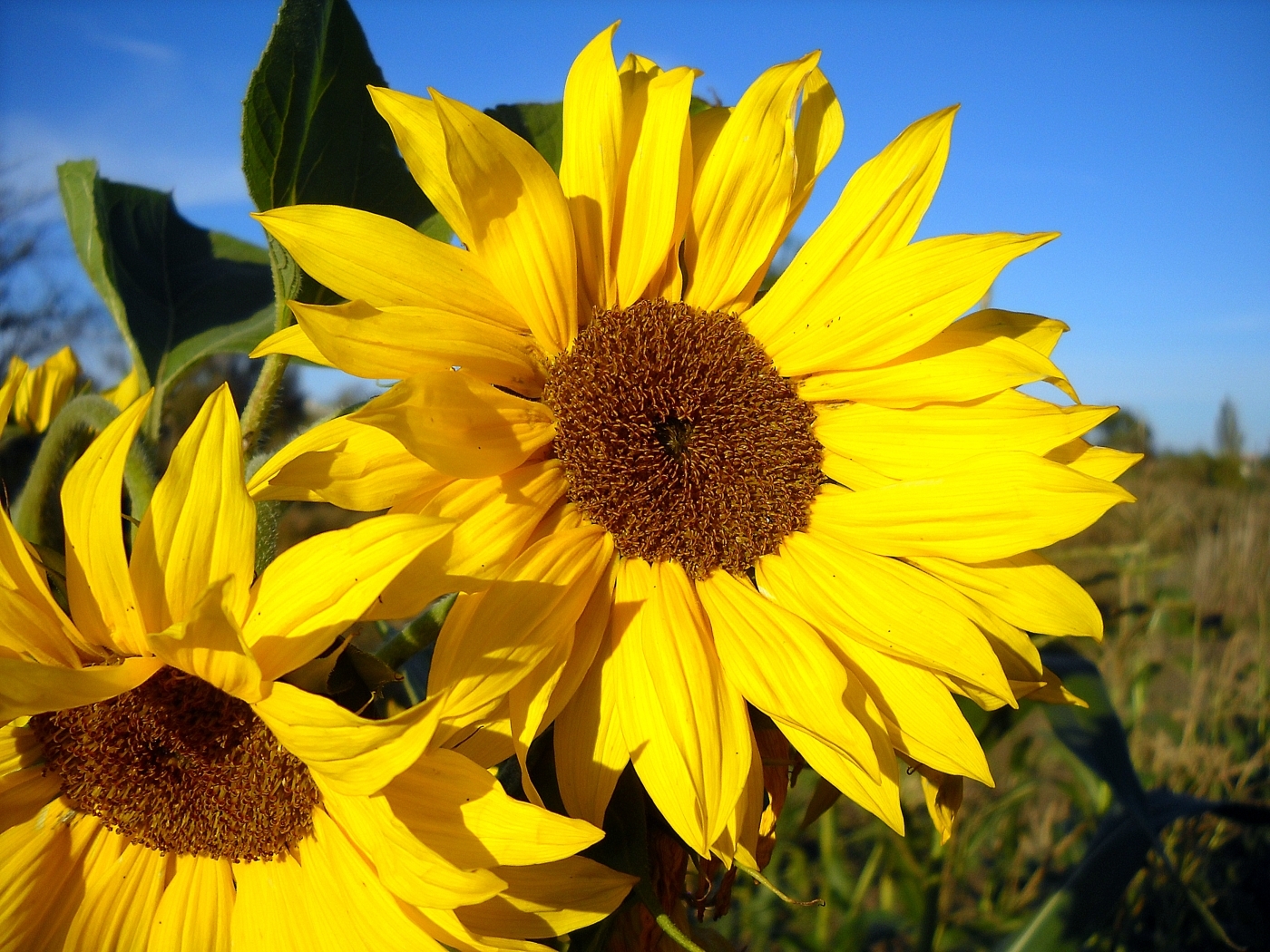 23797 Hintergrundbild herunterladen sonnenblumen, pflanzen, blumen, gelb - Bildschirmschoner und Bilder kostenlos