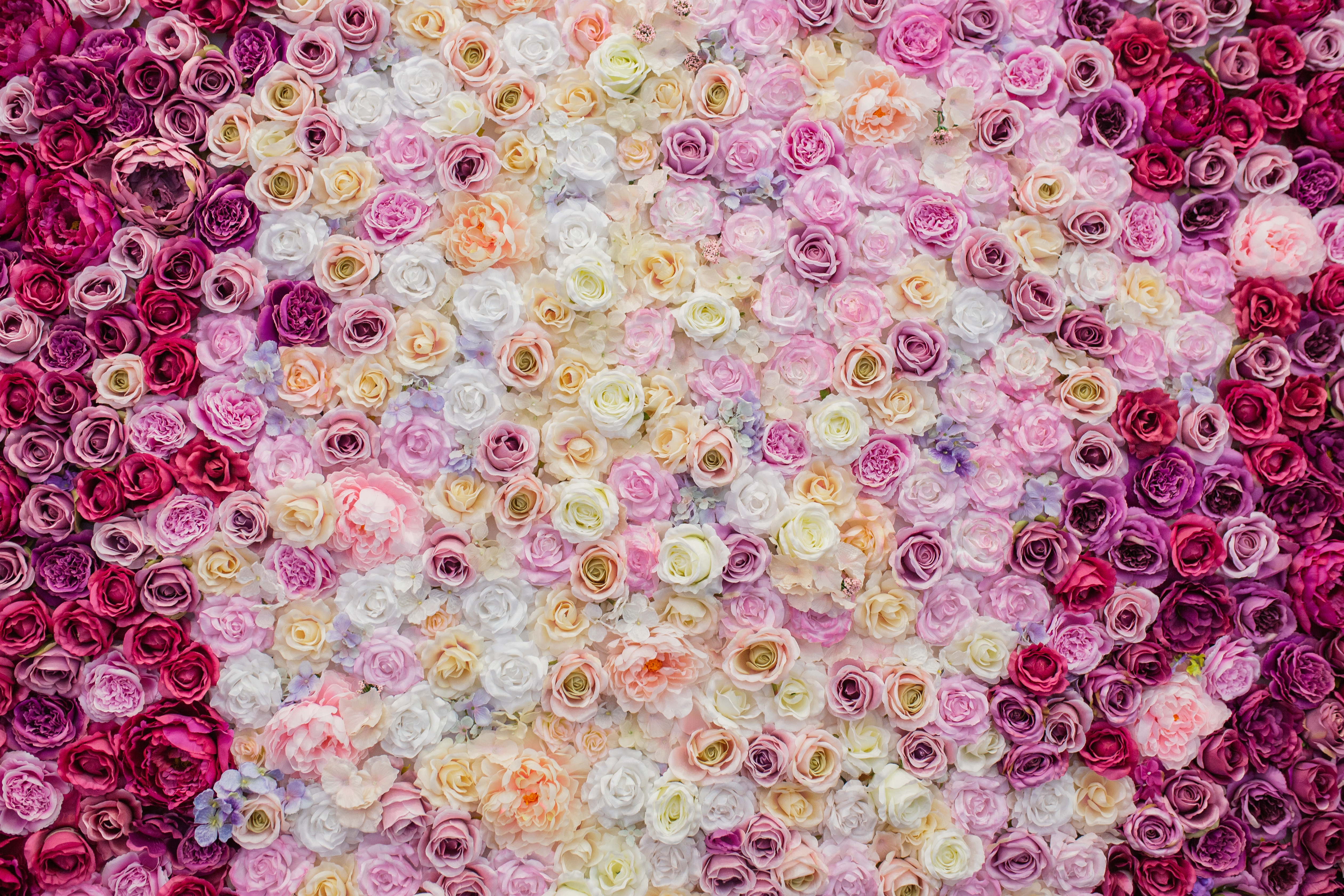 Baixar papel de parede para celular de Flores, Rosa, Flor, Flor Rosa, Flor Branca, Terra/natureza gratuito.