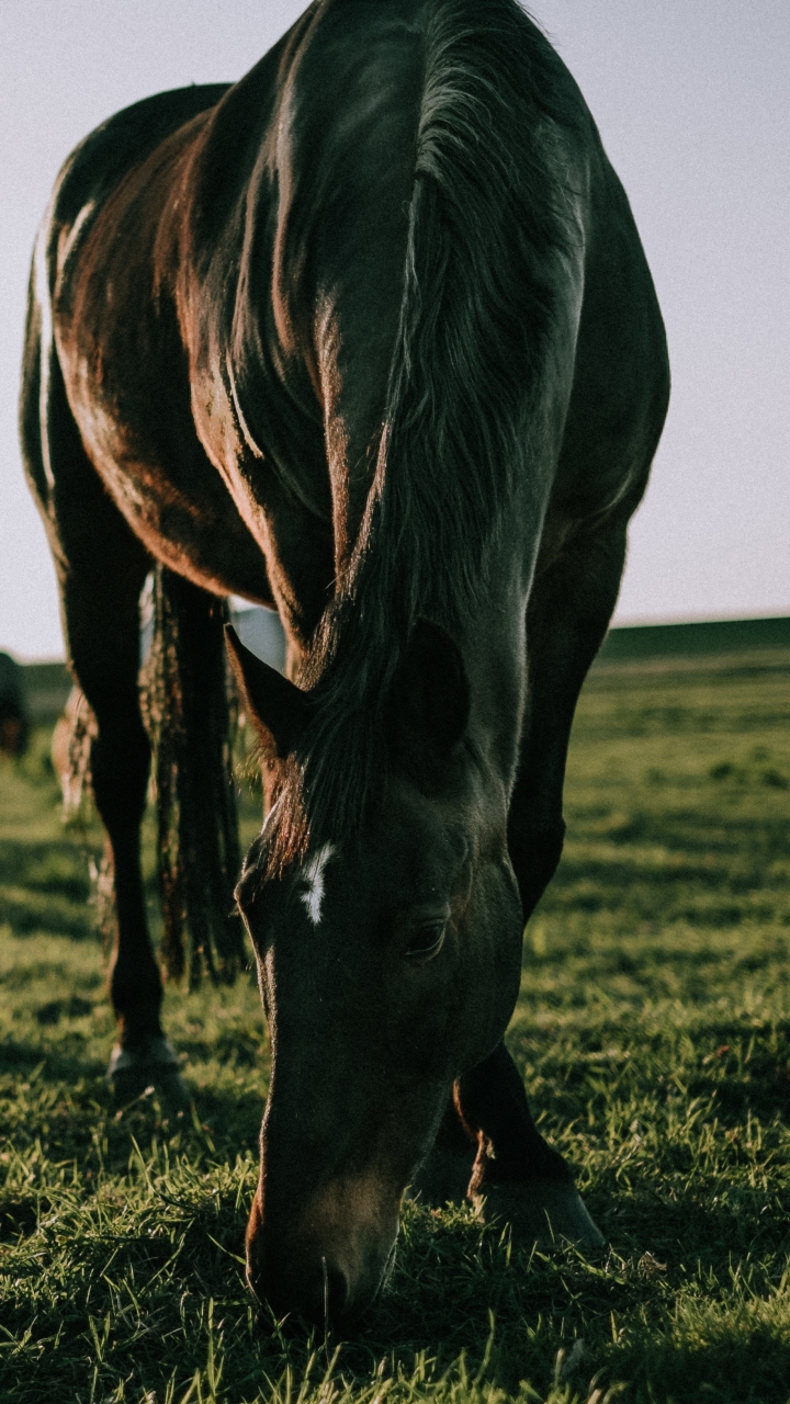 Download mobile wallpaper Grass, Animal, Horse, Depth Of Field for free.