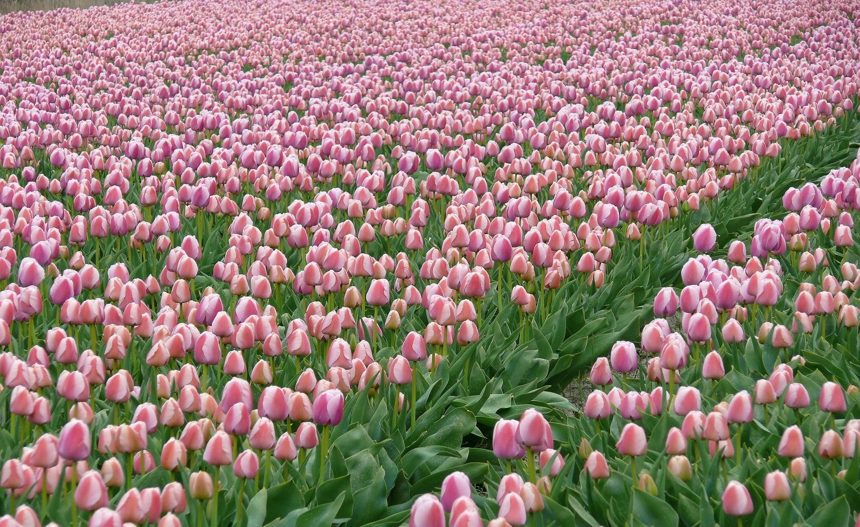 flowers, tulips, field, plantation, spring High Definition image