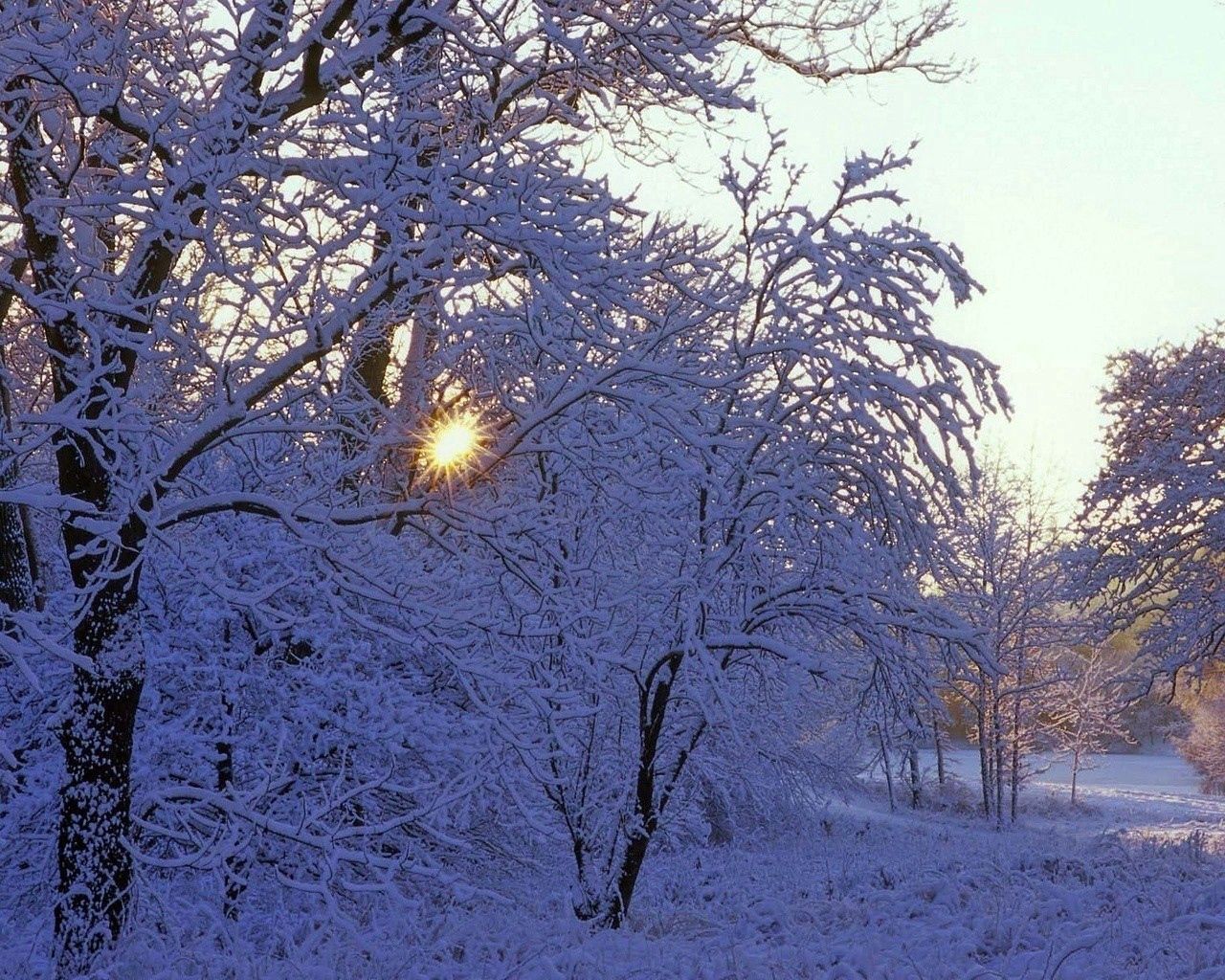 beams, winter, nature, trees, sun, white, shine, light, rays, frost, hoarfrost Full HD