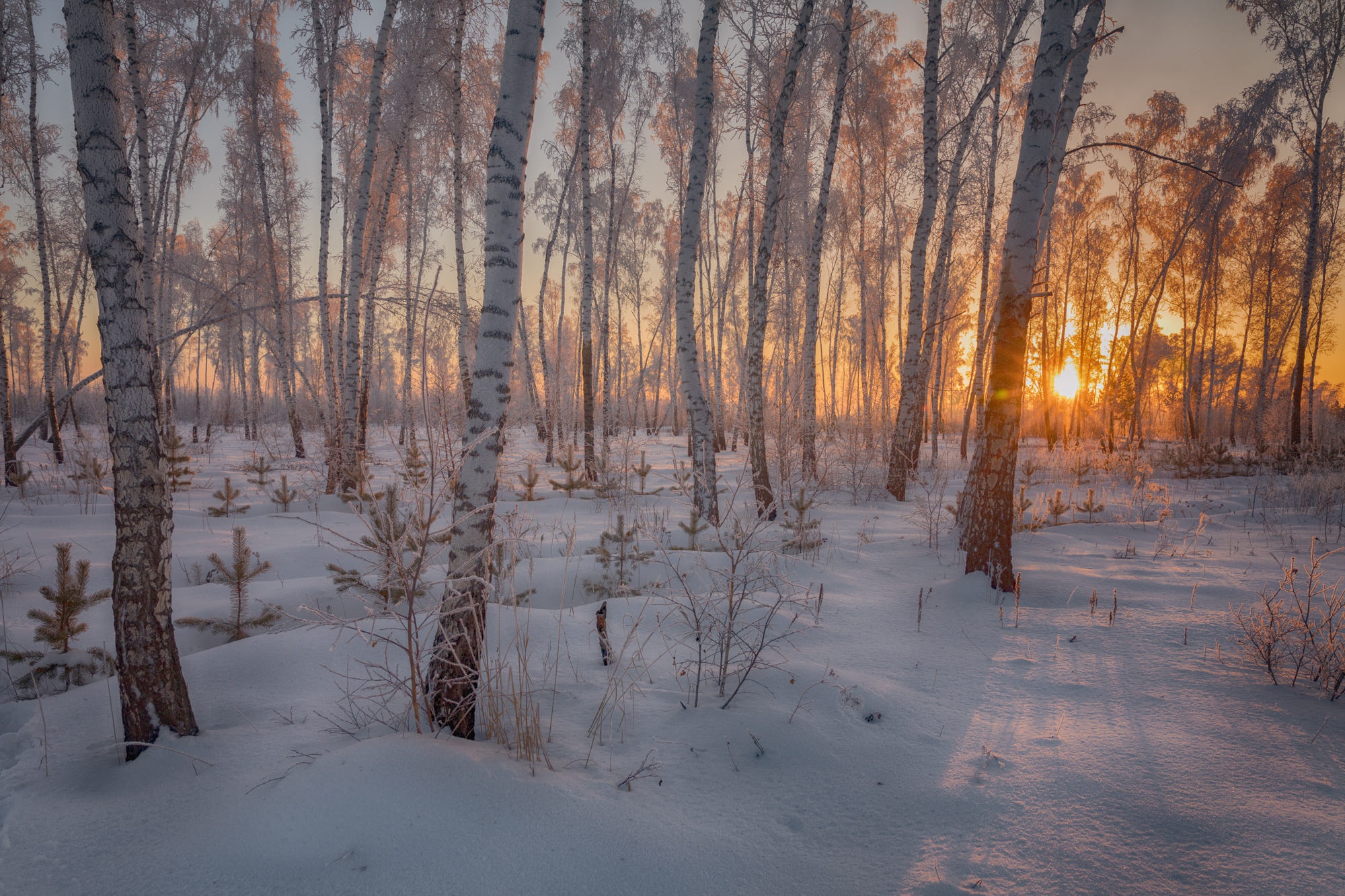 Download mobile wallpaper Winter, Sunset, Sun, Snow, Forest, Earth, Trunk for free.