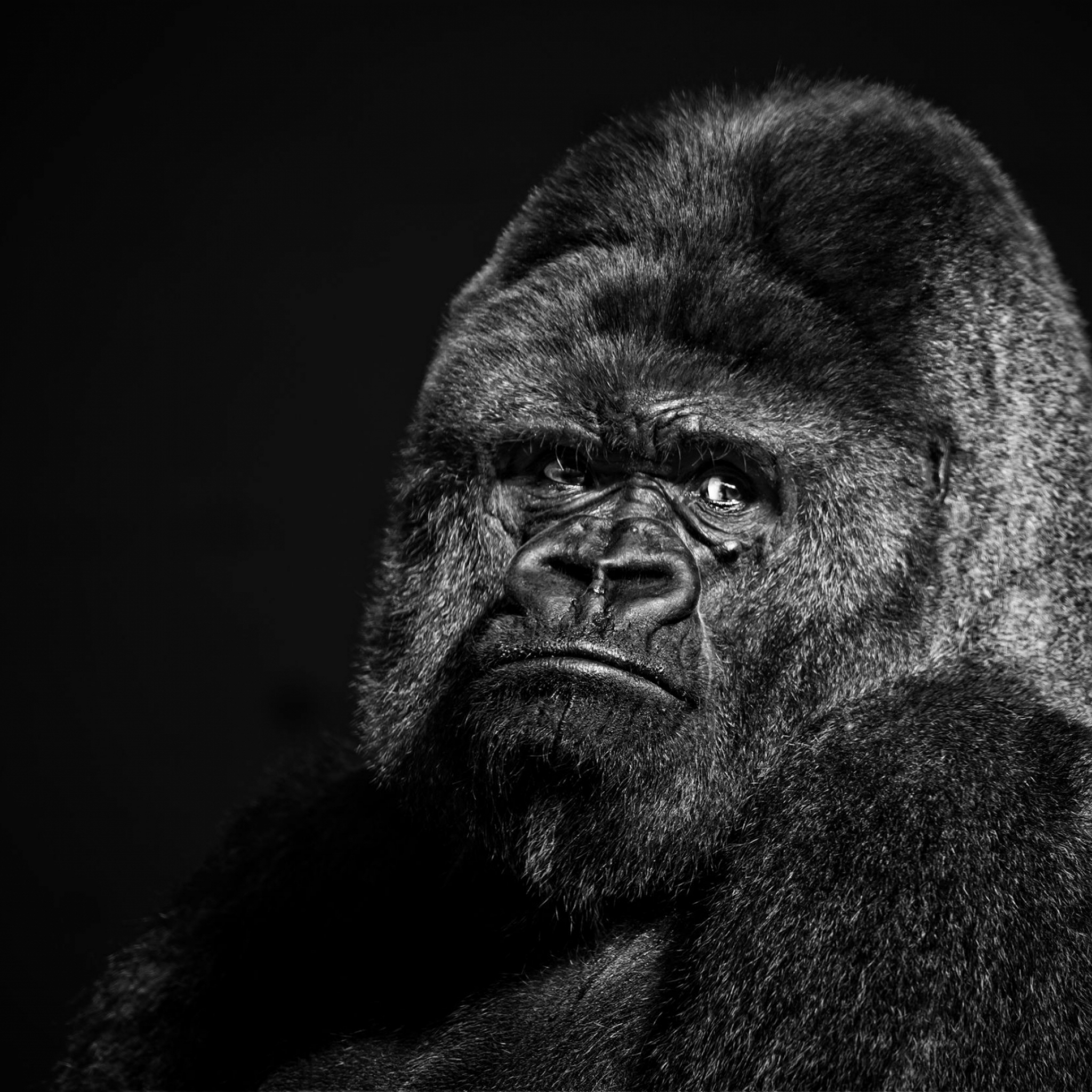 Free download wallpaper Monkeys, Gorilla, Animal on your PC desktop