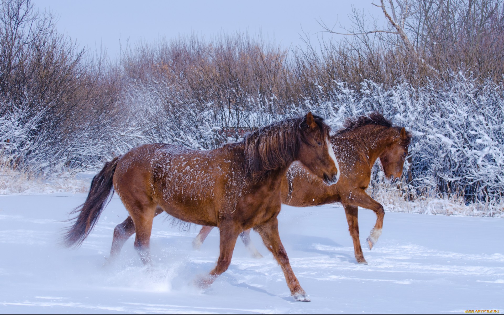 Baixe gratuitamente a imagem Animais, Cavalo na área de trabalho do seu PC