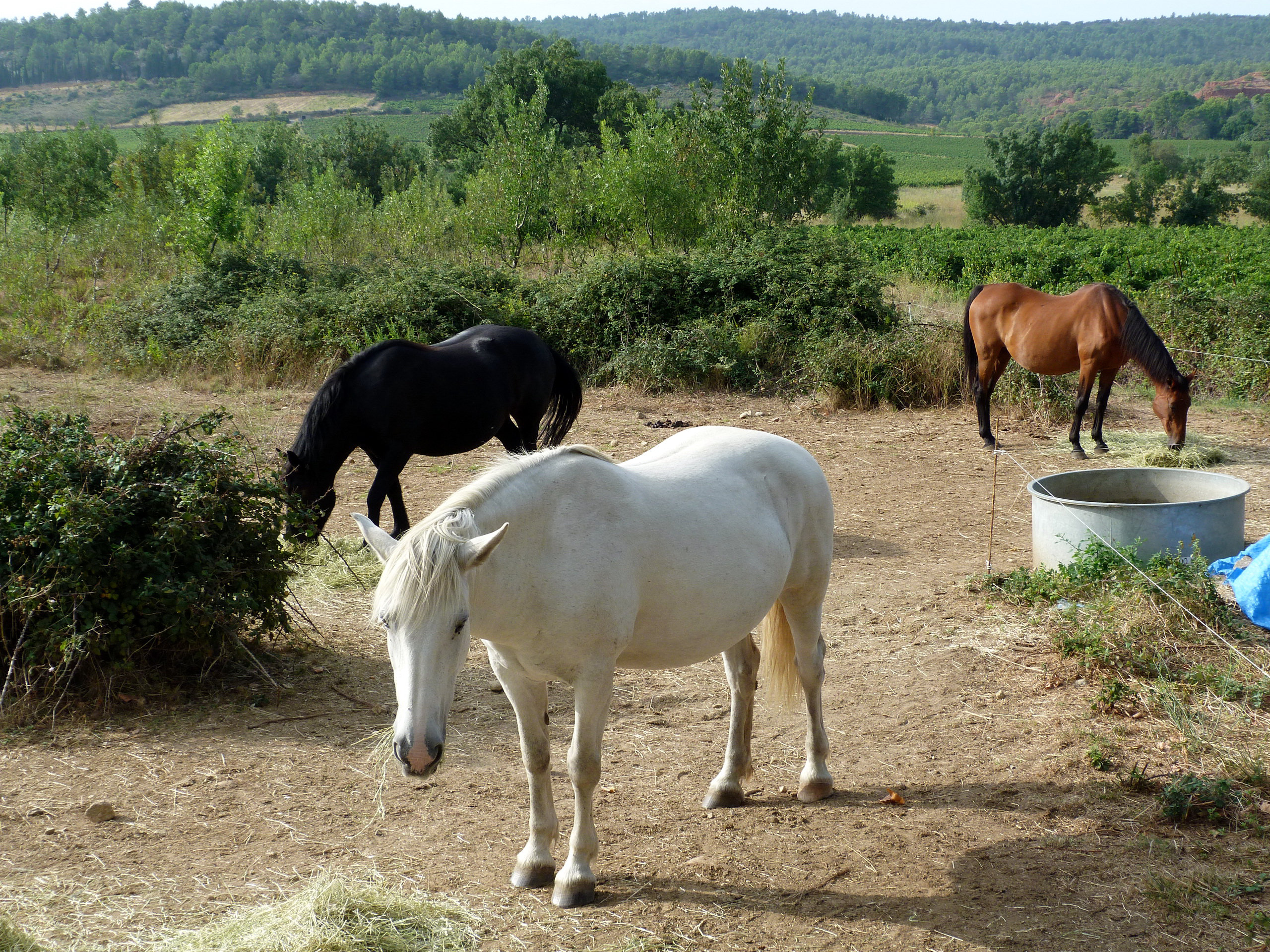 Free download wallpaper Animal, Horse on your PC desktop