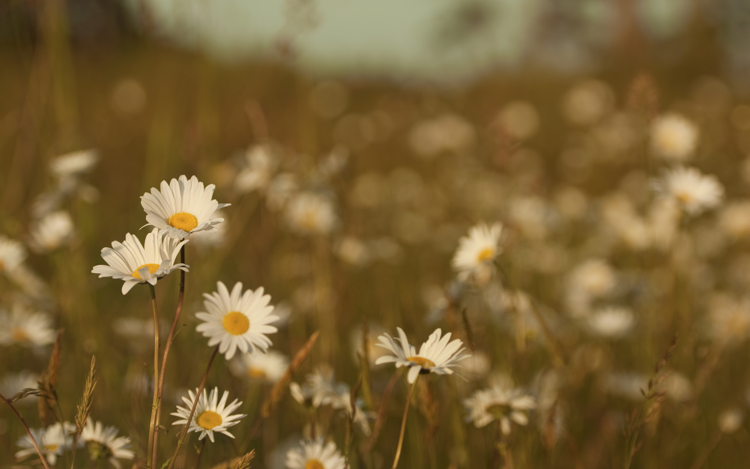 Téléchargez gratuitement l'image Fleurs, Fleur, Terre/nature sur le bureau de votre PC