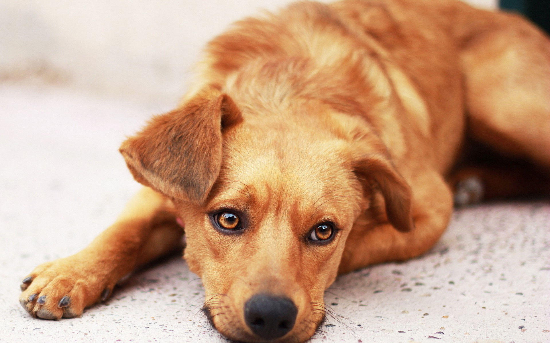 Téléchargez gratuitement l'image Chiens, Chien, Animaux sur le bureau de votre PC