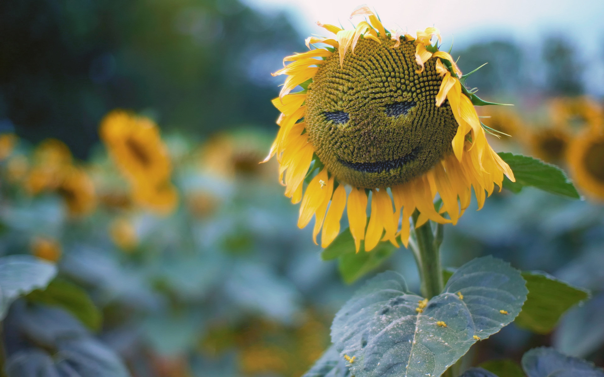 Téléchargez gratuitement l'image Tournesol, Fleurs, Terre/nature sur le bureau de votre PC