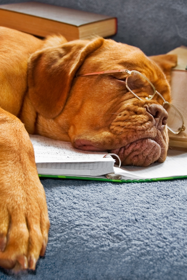 Download mobile wallpaper Dogs, Dog, Animal, Book, Glasses, Dogue De Bordeaux, Mastiff for free.