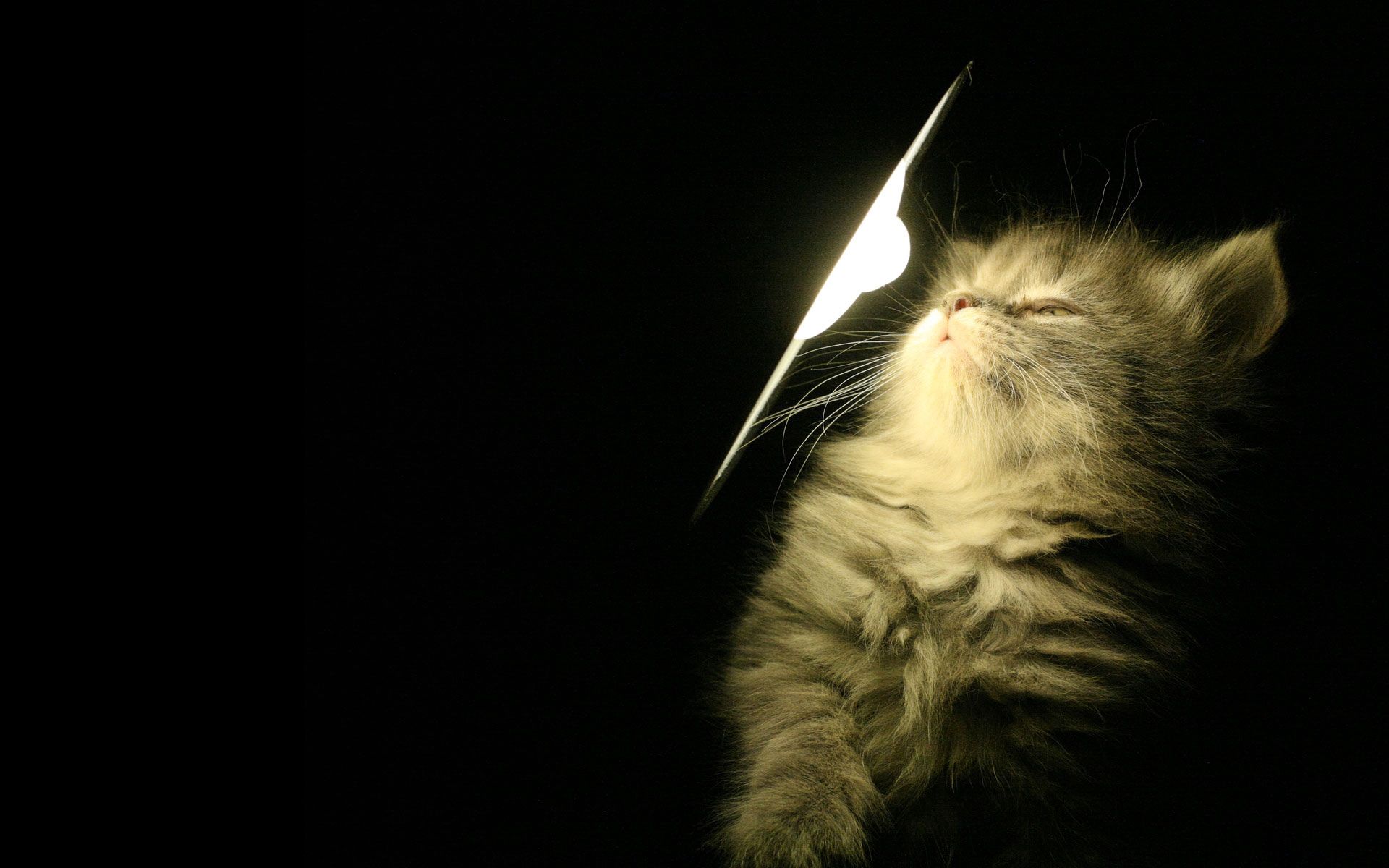 PCデスクトップに動物, 輝く, 光, ふわふわ, ふかふかした, ランプ, キティ, 子猫画像を無料でダウンロード