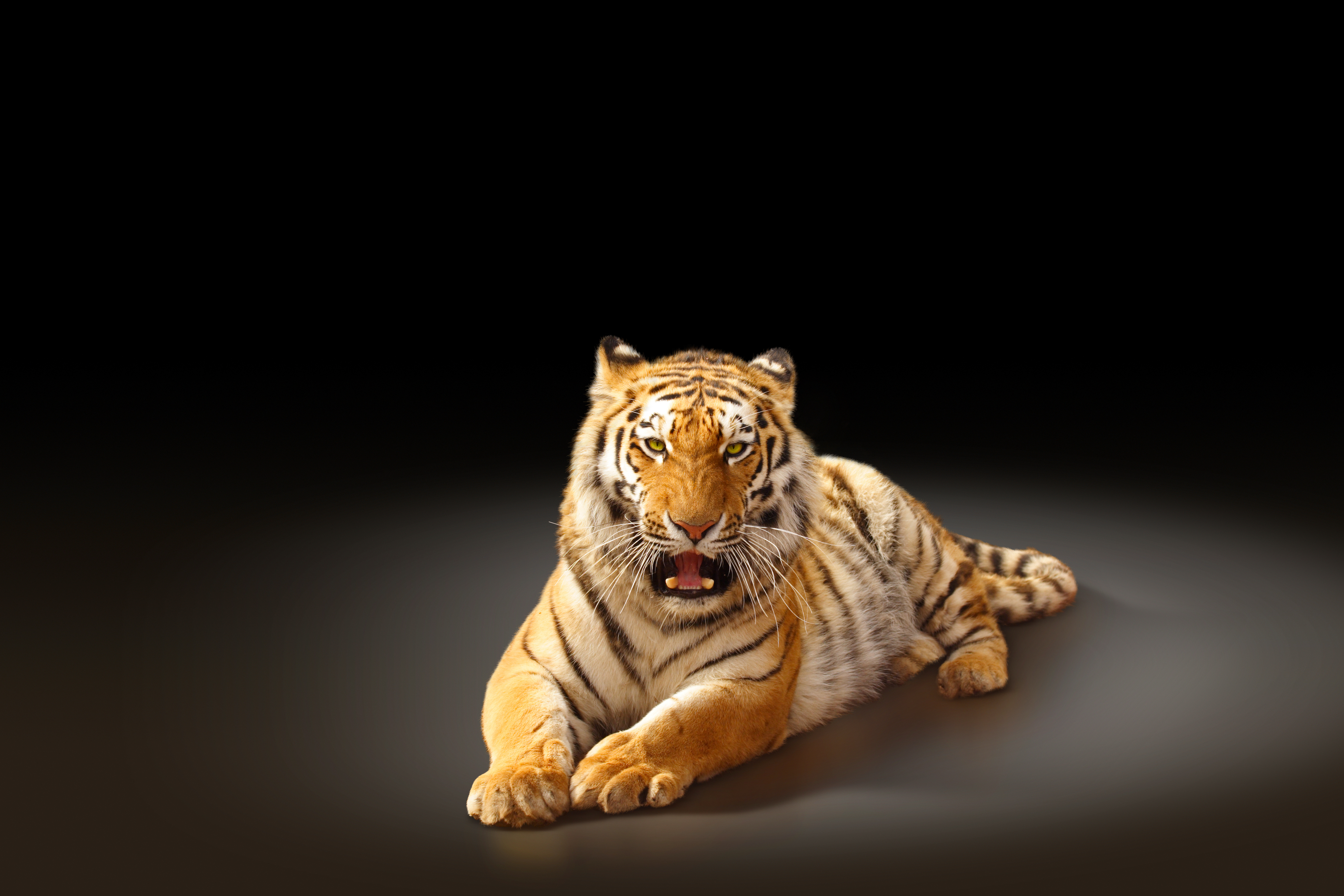 PCデスクトップに猫, 動物, 虎画像を無料でダウンロード