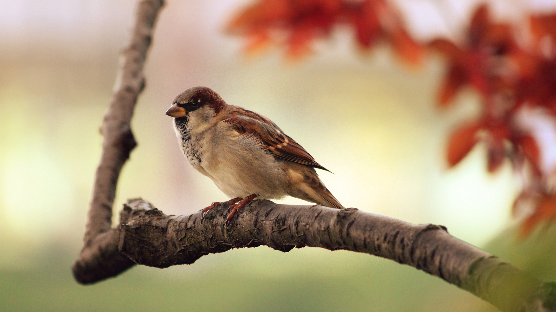 Free download wallpaper Bird, Sparrow, Animal on your PC desktop