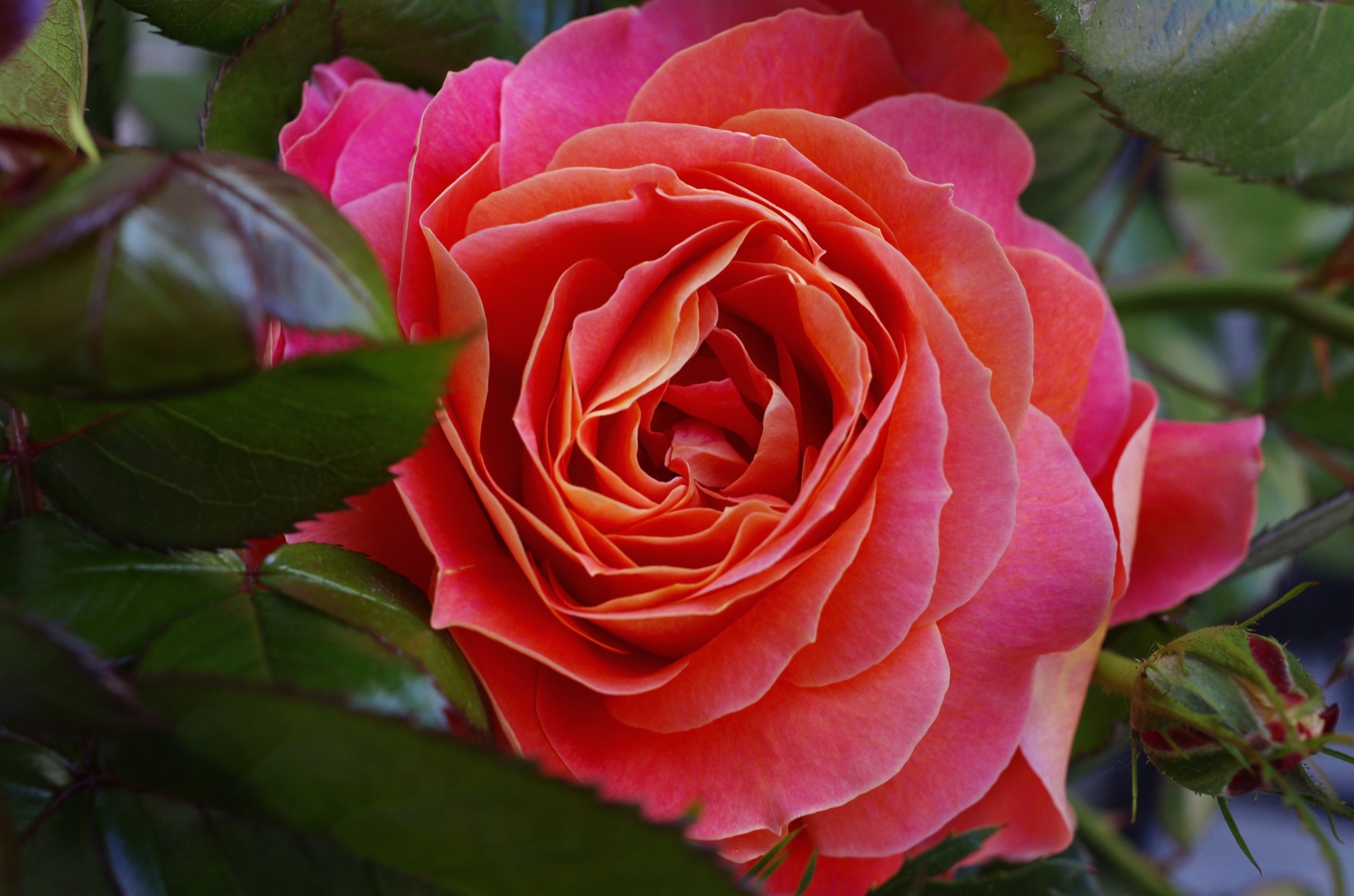 Téléchargez gratuitement l'image Fleurs, Rose, Fleur, Fermer, Terre/nature sur le bureau de votre PC