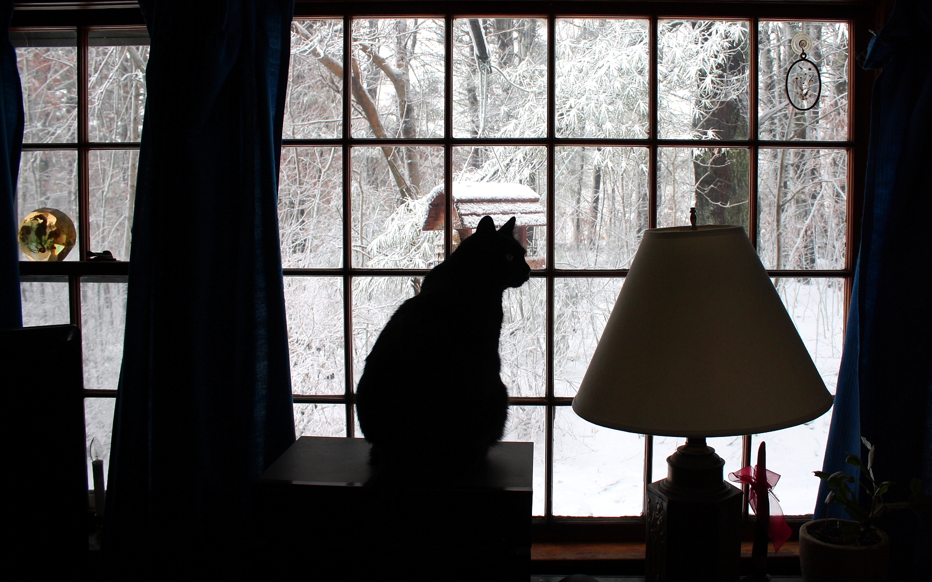 165735壁紙のダウンロード動物, ネコ, ランプ, 雪, 窓, 冬, 猫-スクリーンセーバーと写真を無料で