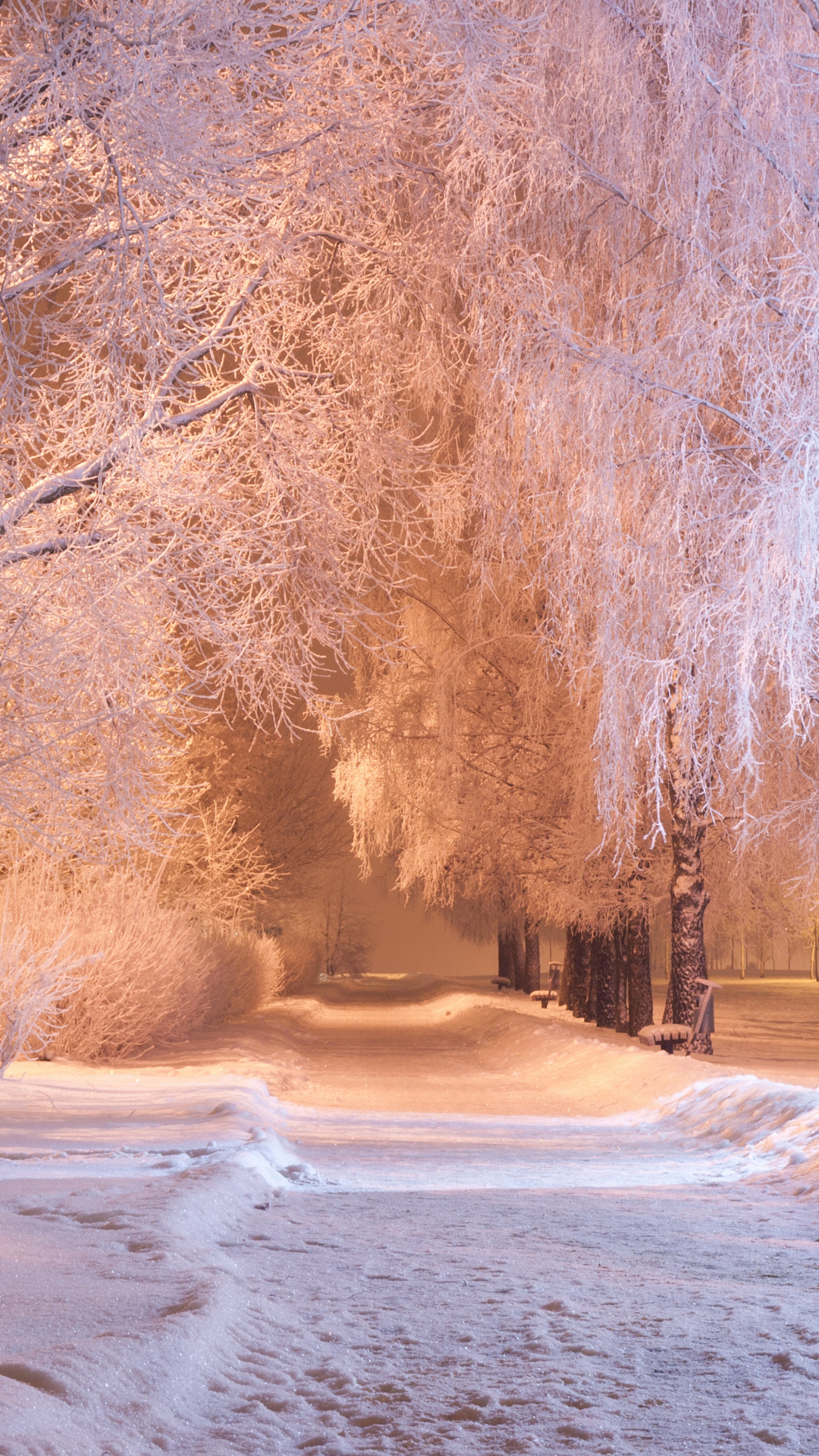 Handy-Wallpaper Winter, Park, Baum, Erde, Fotografie, Nacht kostenlos herunterladen.