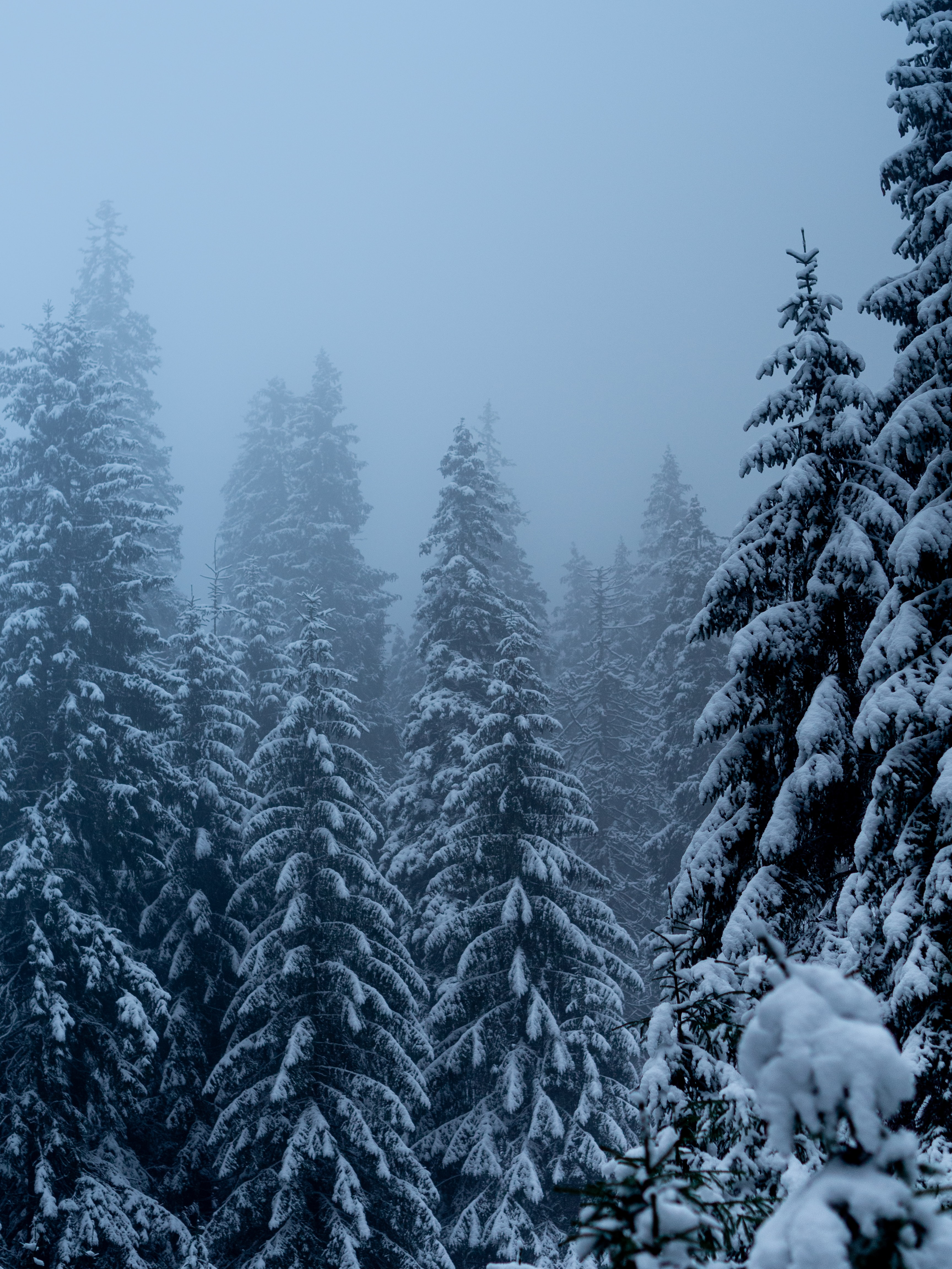 69836 descargar fondo de pantalla invierno, naturaleza, árboles, pino, nieve, nevada, nevasca: protectores de pantalla e imágenes gratis