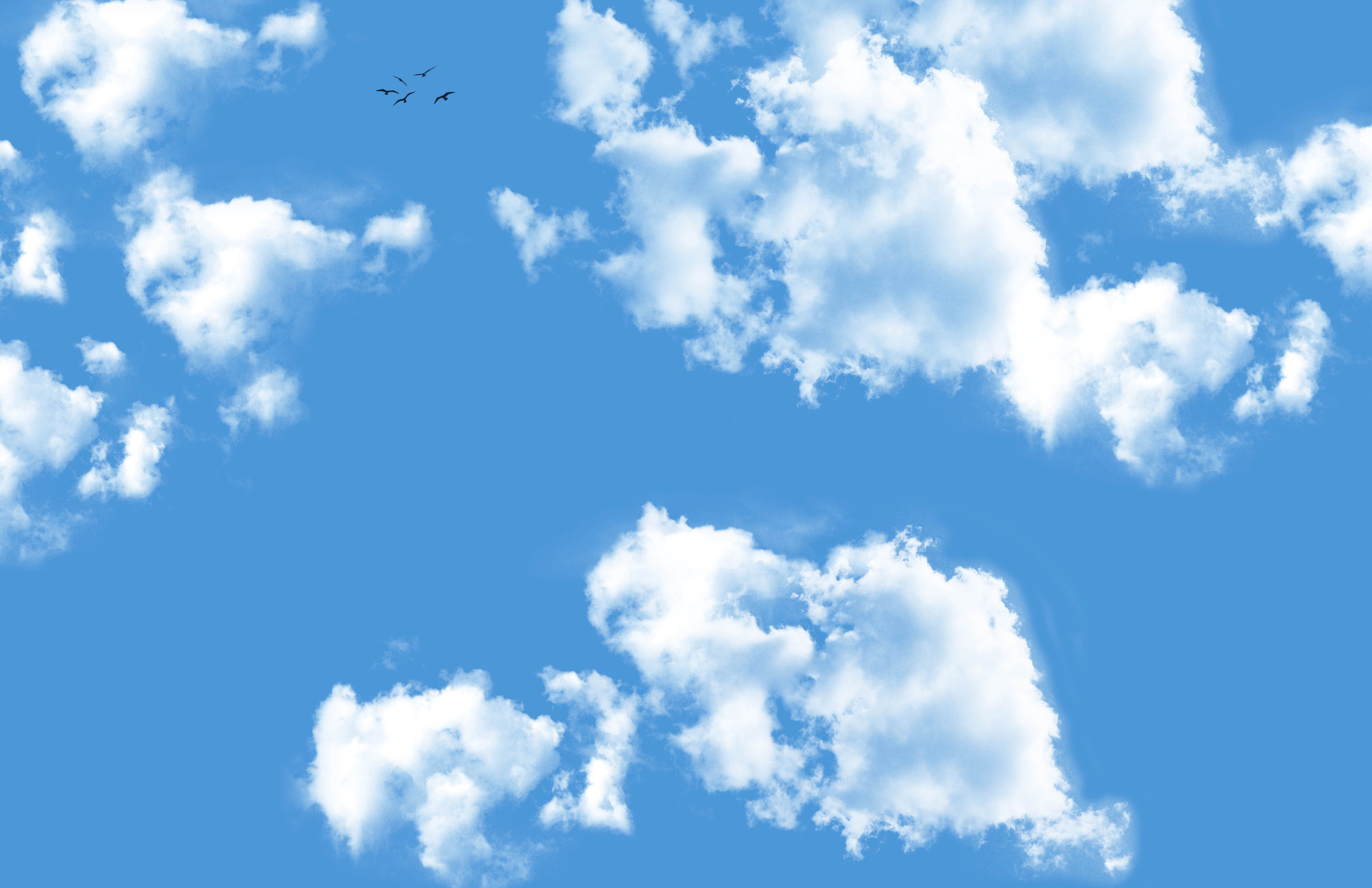 Download mobile wallpaper Sky, Bird, Earth, Cloud for free.