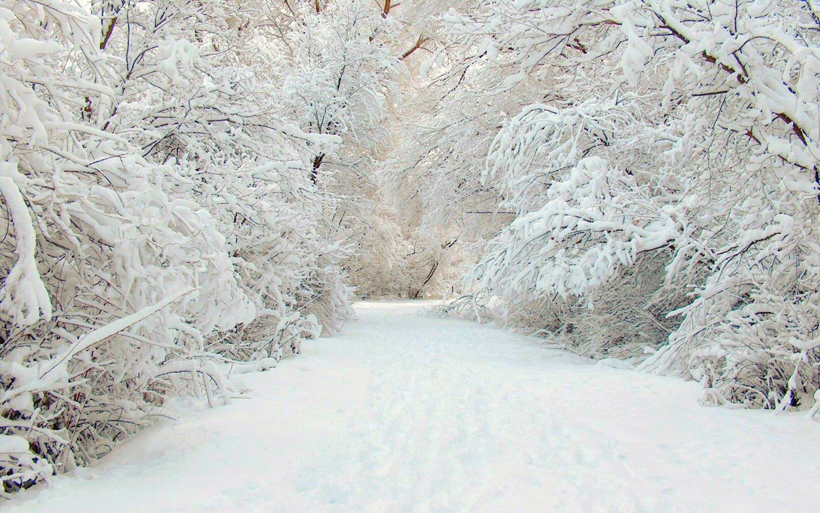 Скачать картинку Зима, Снег, Белый, Земля/природа в телефон бесплатно.