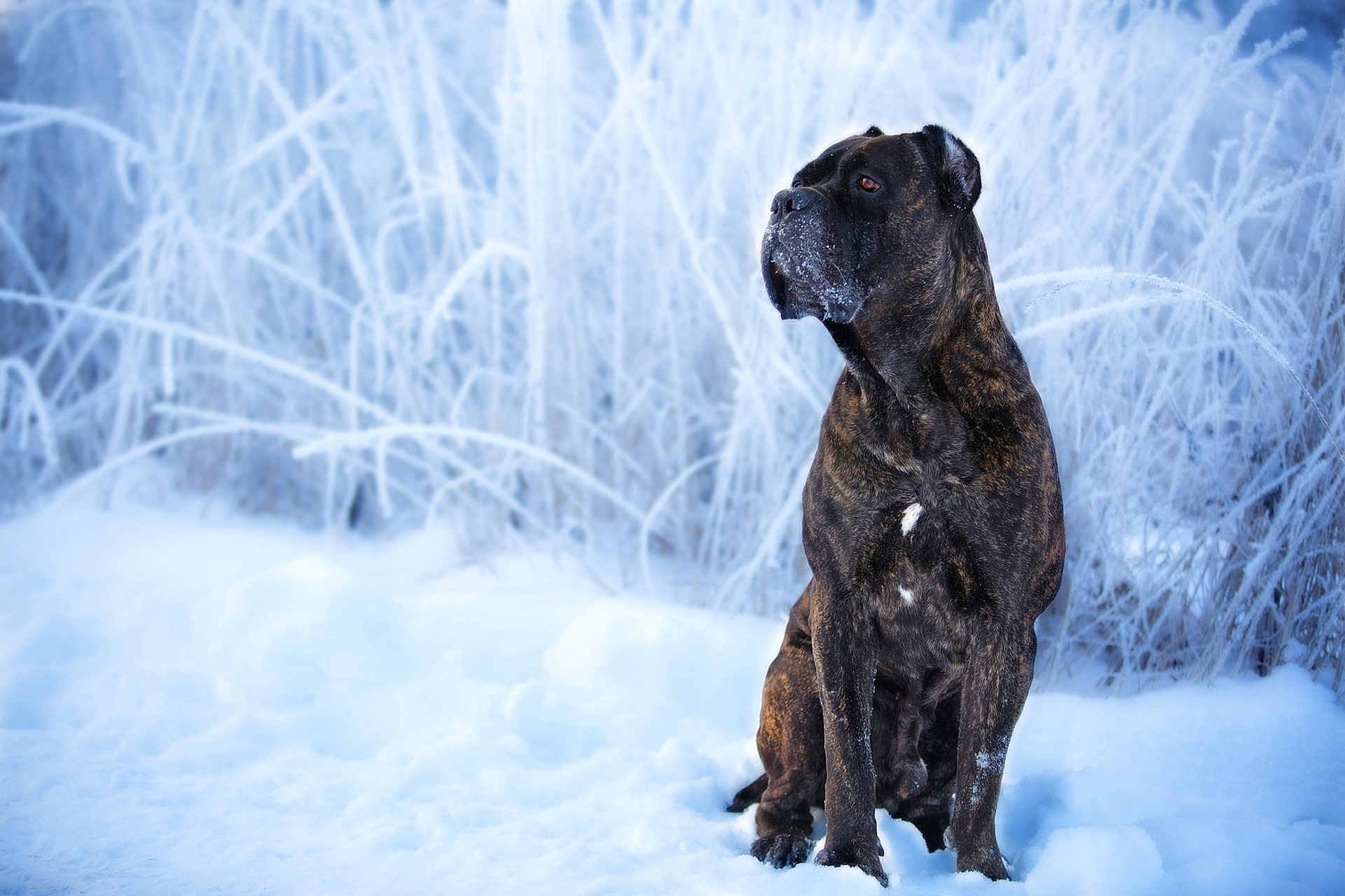476129壁紙のダウンロード動物, カネコルソ, 犬, 雪, 冬-スクリーンセーバーと写真を無料で