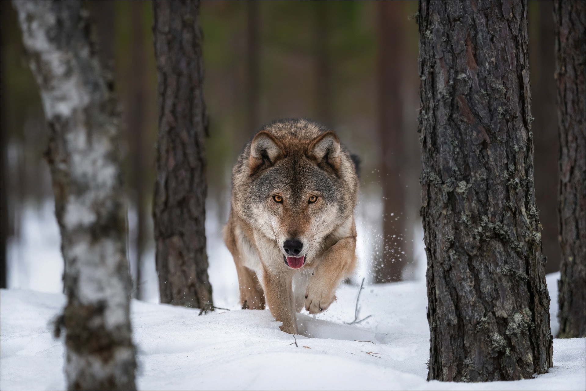 Descarga gratuita de fondo de pantalla para móvil de Animales, Invierno, Nieve, Lobo, Wolves.