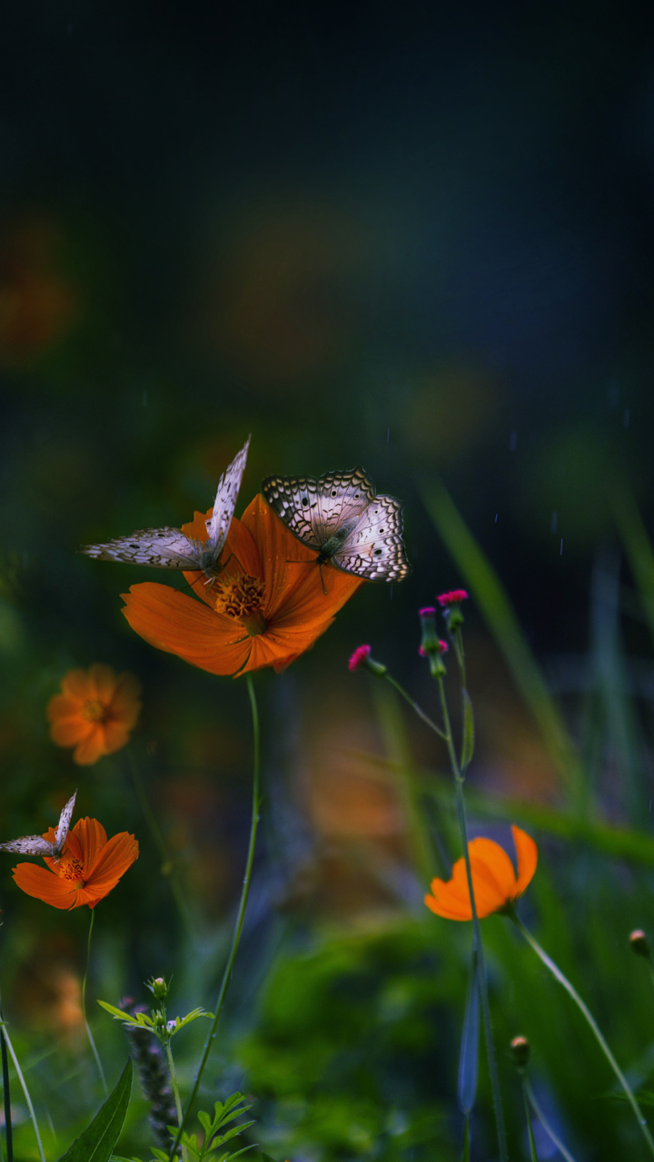 Download mobile wallpaper Nature, Flower, Butterfly, Animal, Orange Flower for free.