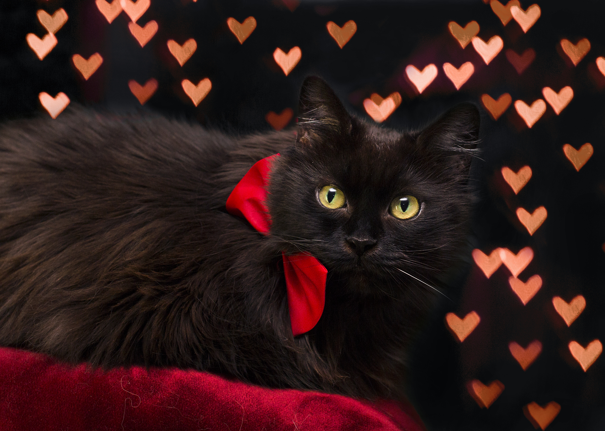 Download mobile wallpaper Cats, Cat, Animal, Heart, Ribbon for free.