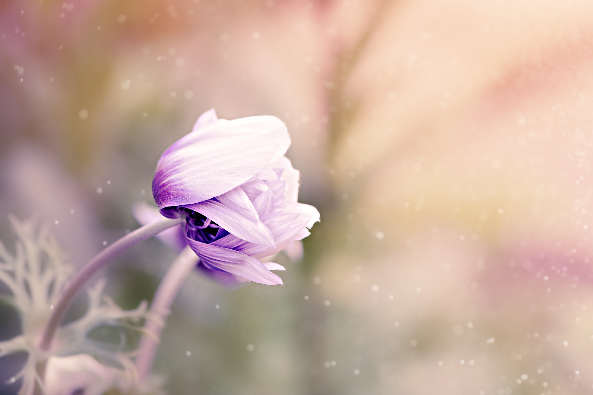 Download mobile wallpaper Flowers, Flower, Earth, Anemone, Purple Flower for free.
