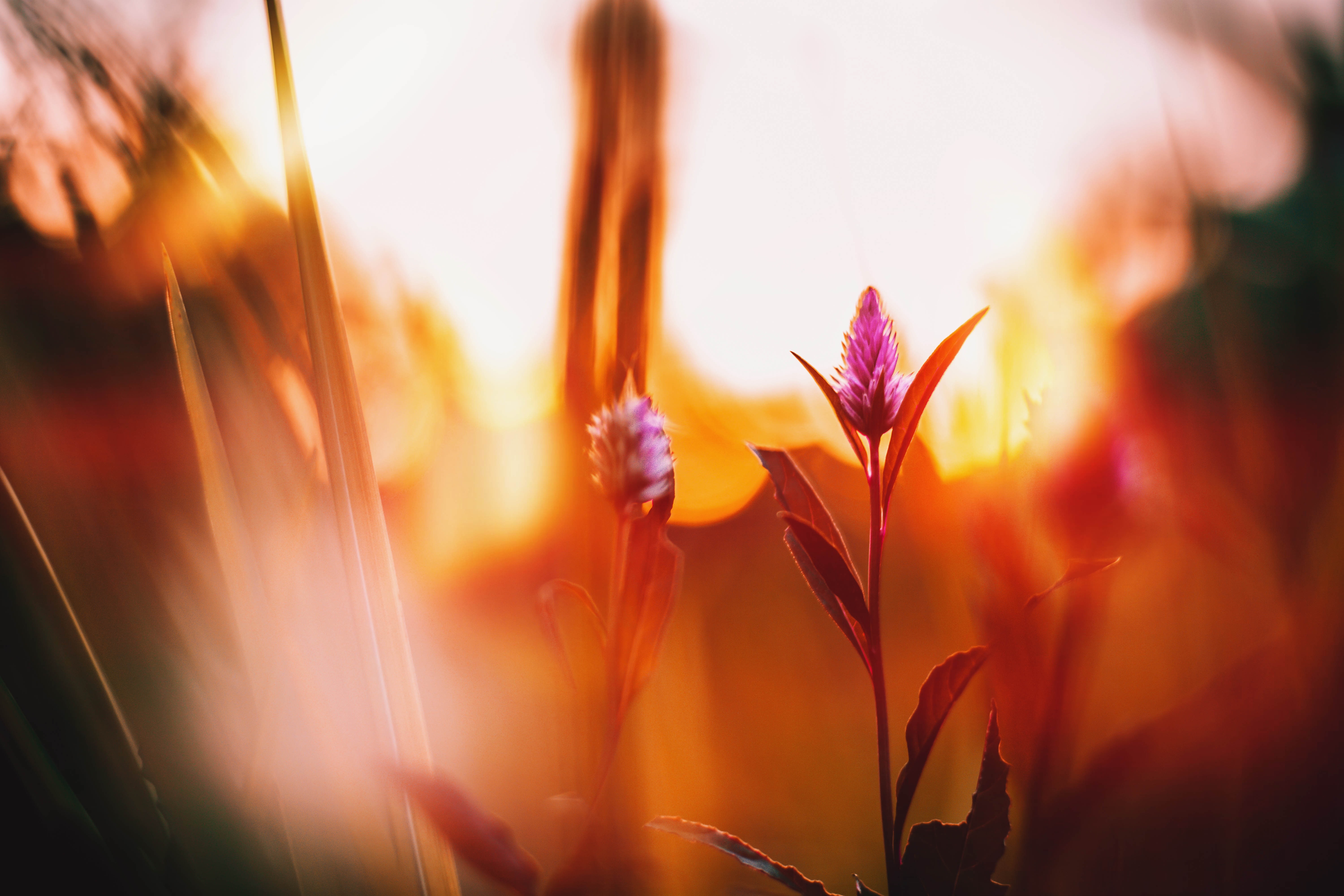 Download mobile wallpaper Dawn, Lugovoi, Smooth, Flowers, Flower, Meadow, Blur for free.