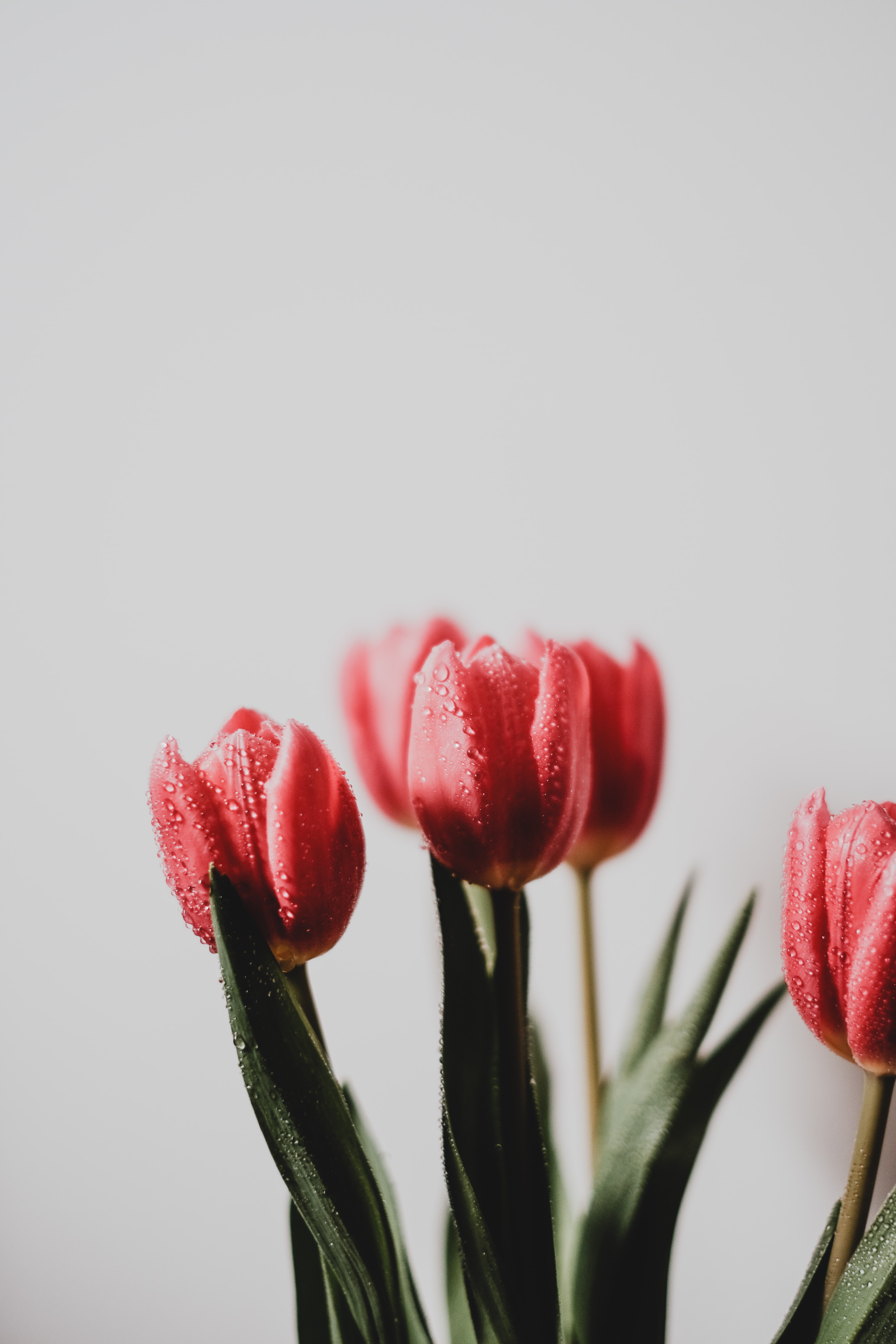 Download mobile wallpaper Flowers, Bouquet, Wet, Drops, Tulip for free.