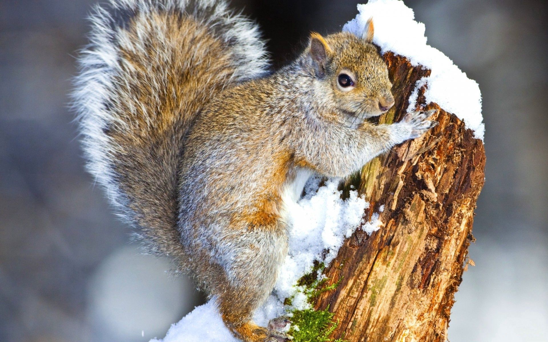 Free download wallpaper Animals, Tree, Animal, Climb, Snow, Wood, Squirrel on your PC desktop