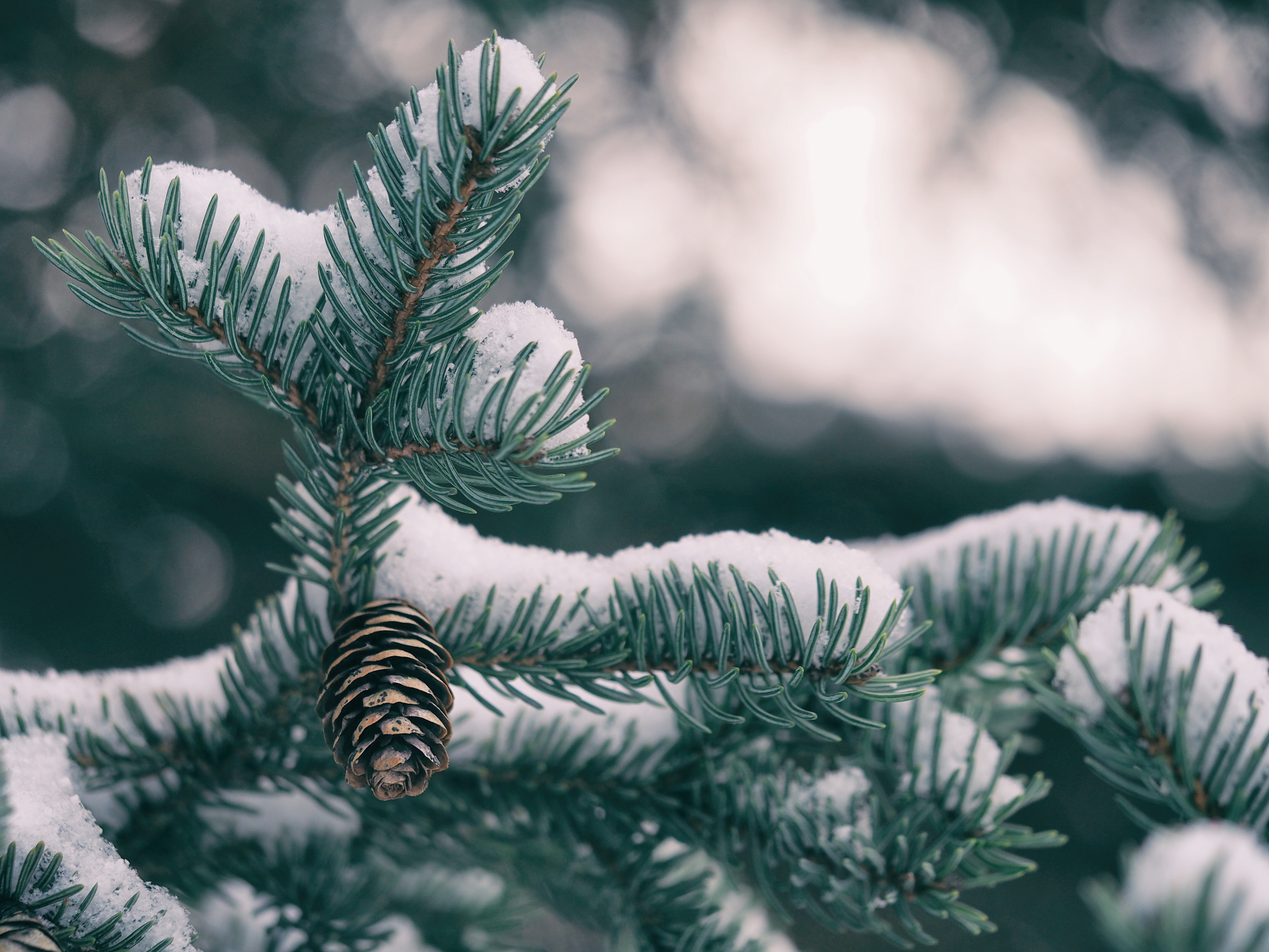 Download mobile wallpaper Fir, Spruce, Cones, Macro, Snow for free.