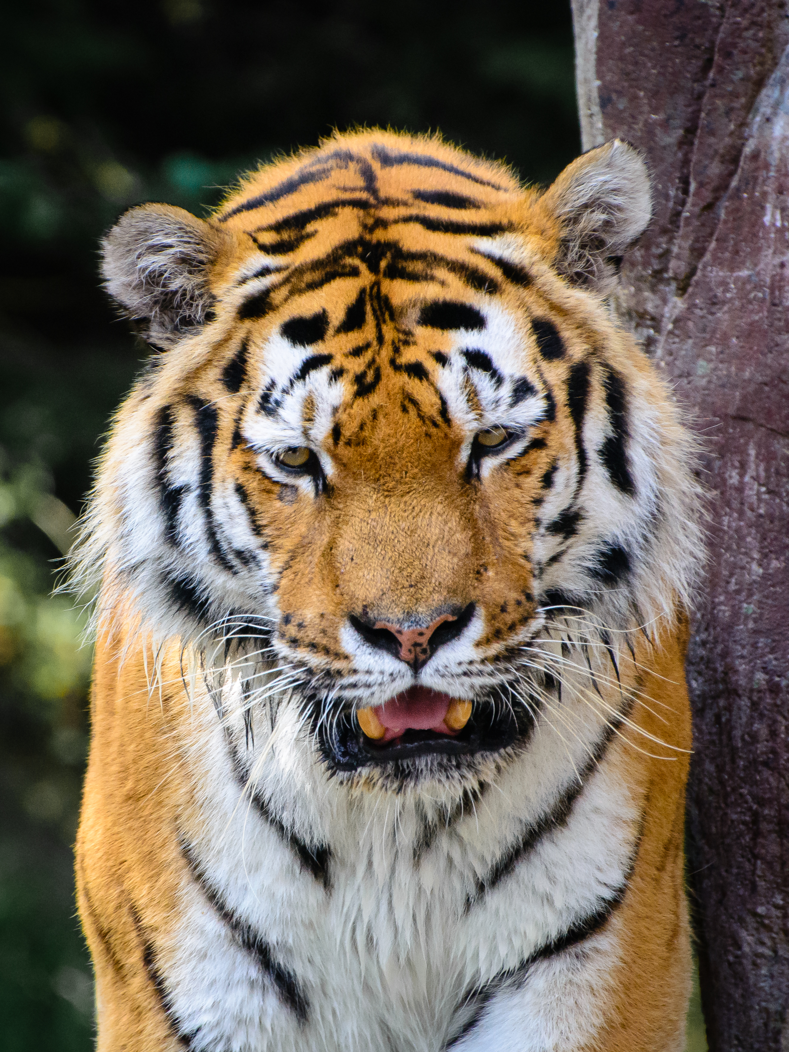 151284 descargar imagen animales, depredador, tigre, colmillos, maldad, mal: fondos de pantalla y protectores de pantalla gratis
