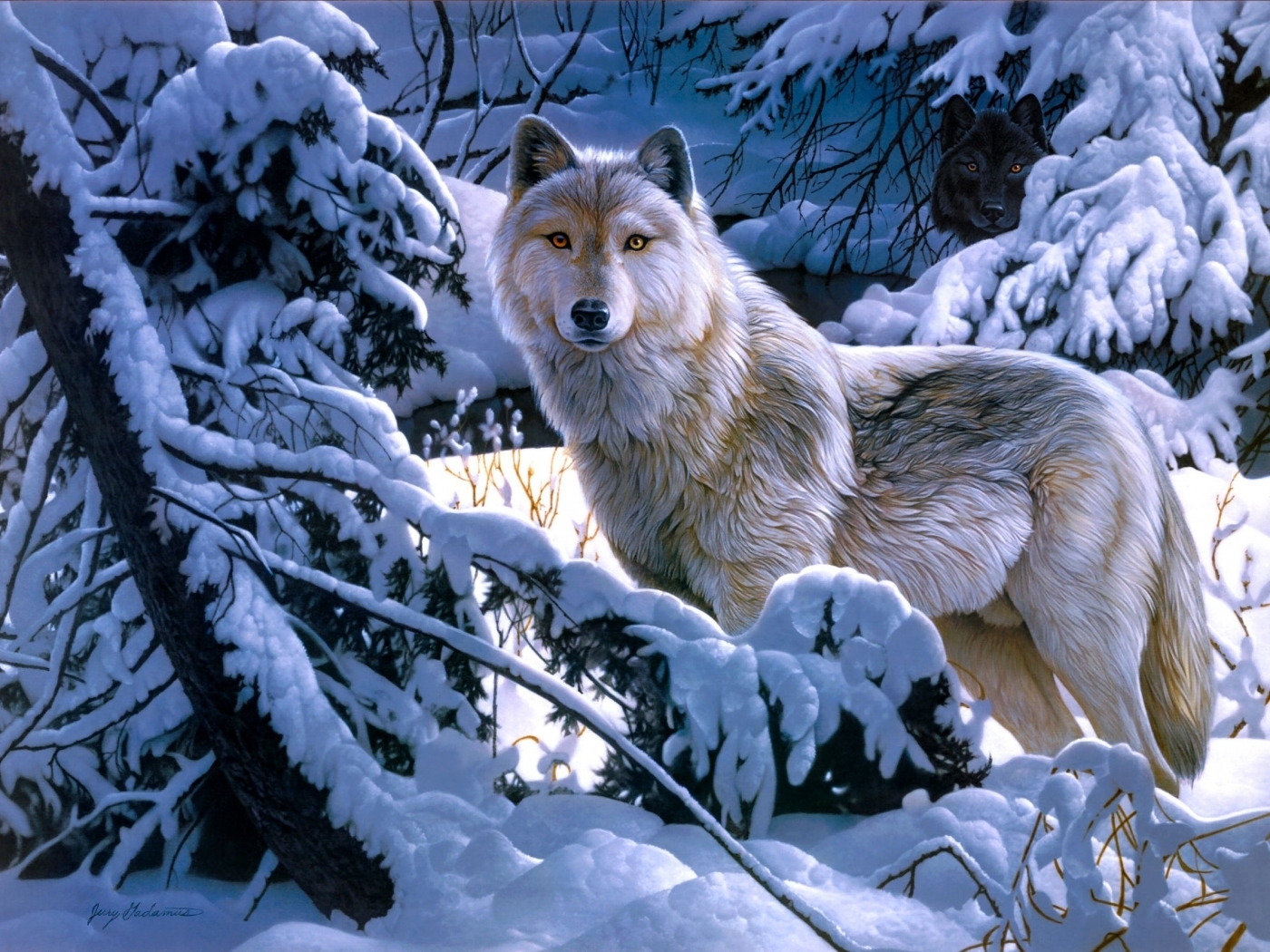 45911 descargar fondo de pantalla animales, lobos, imágenes, azul: protectores de pantalla e imágenes gratis