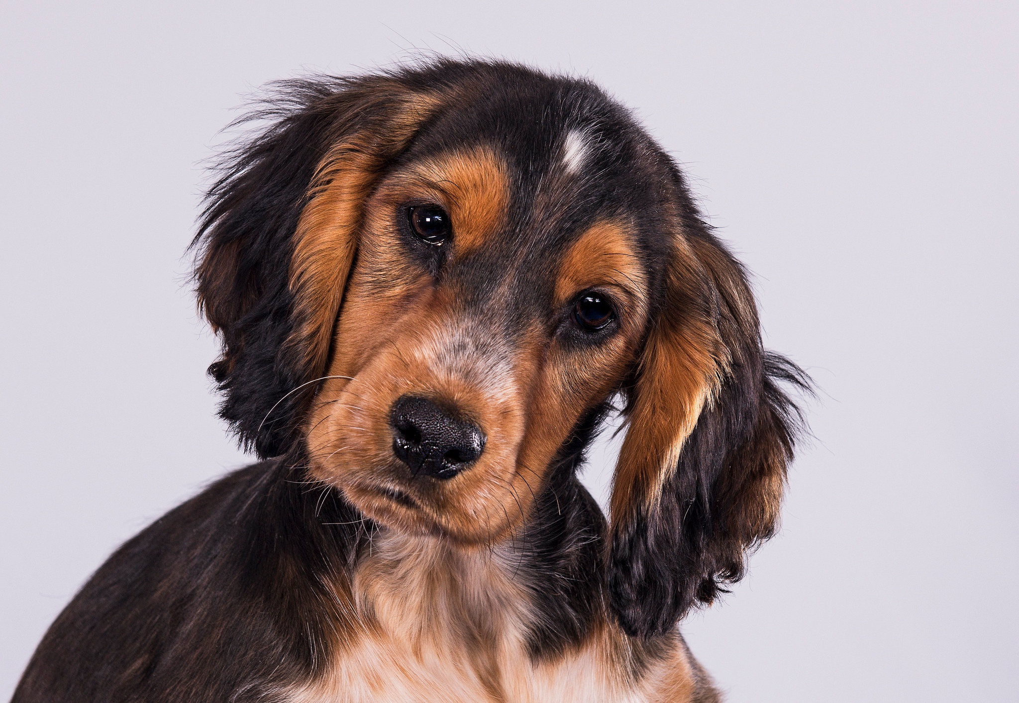 Free download wallpaper Dogs, Dog, Animal, Puppy, Cocker Spaniel, Baby Animal on your PC desktop
