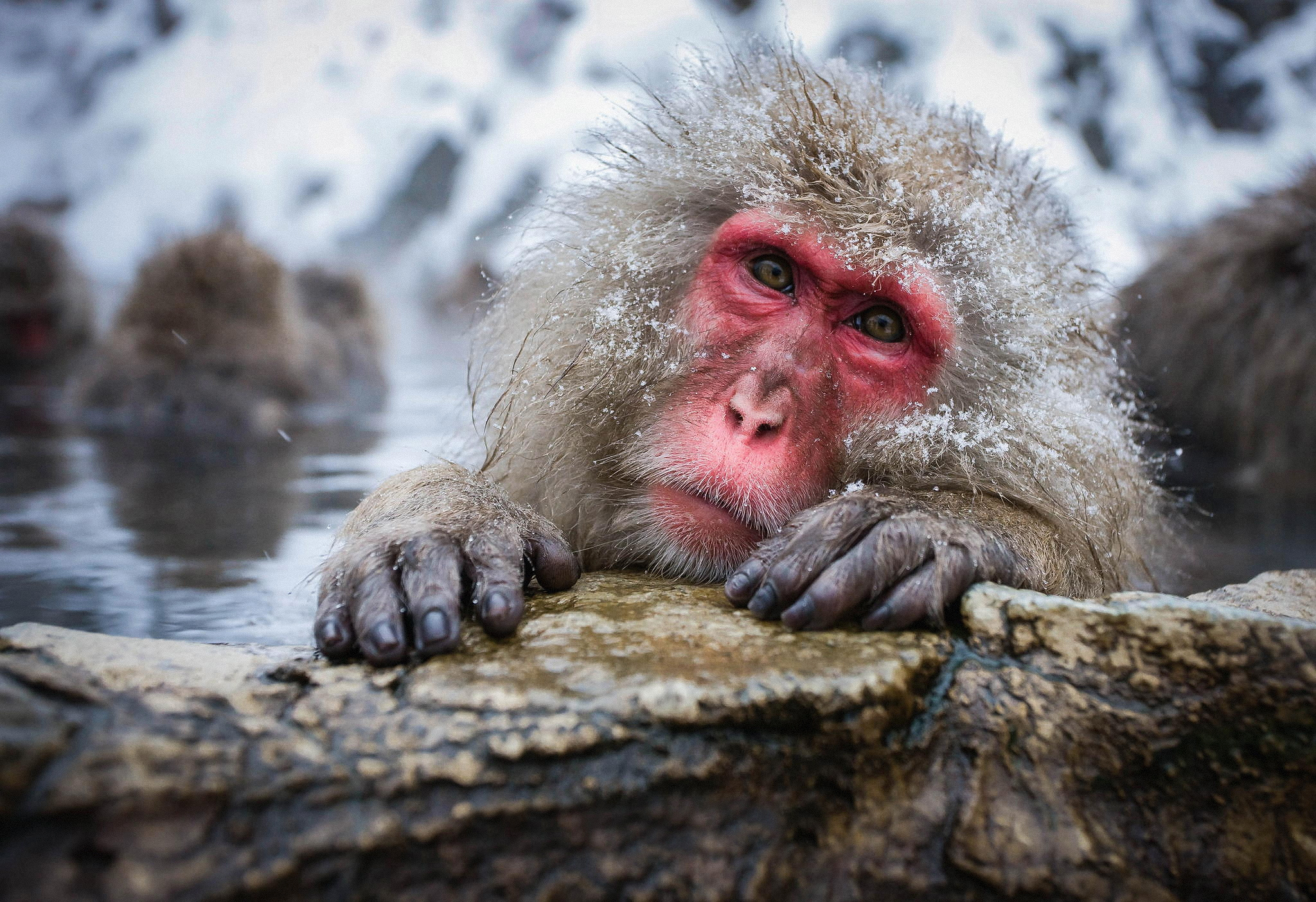 412846 télécharger le fond d'écran animaux, macaque japonais, visage, macaque, singes - économiseurs d'écran et images gratuitement