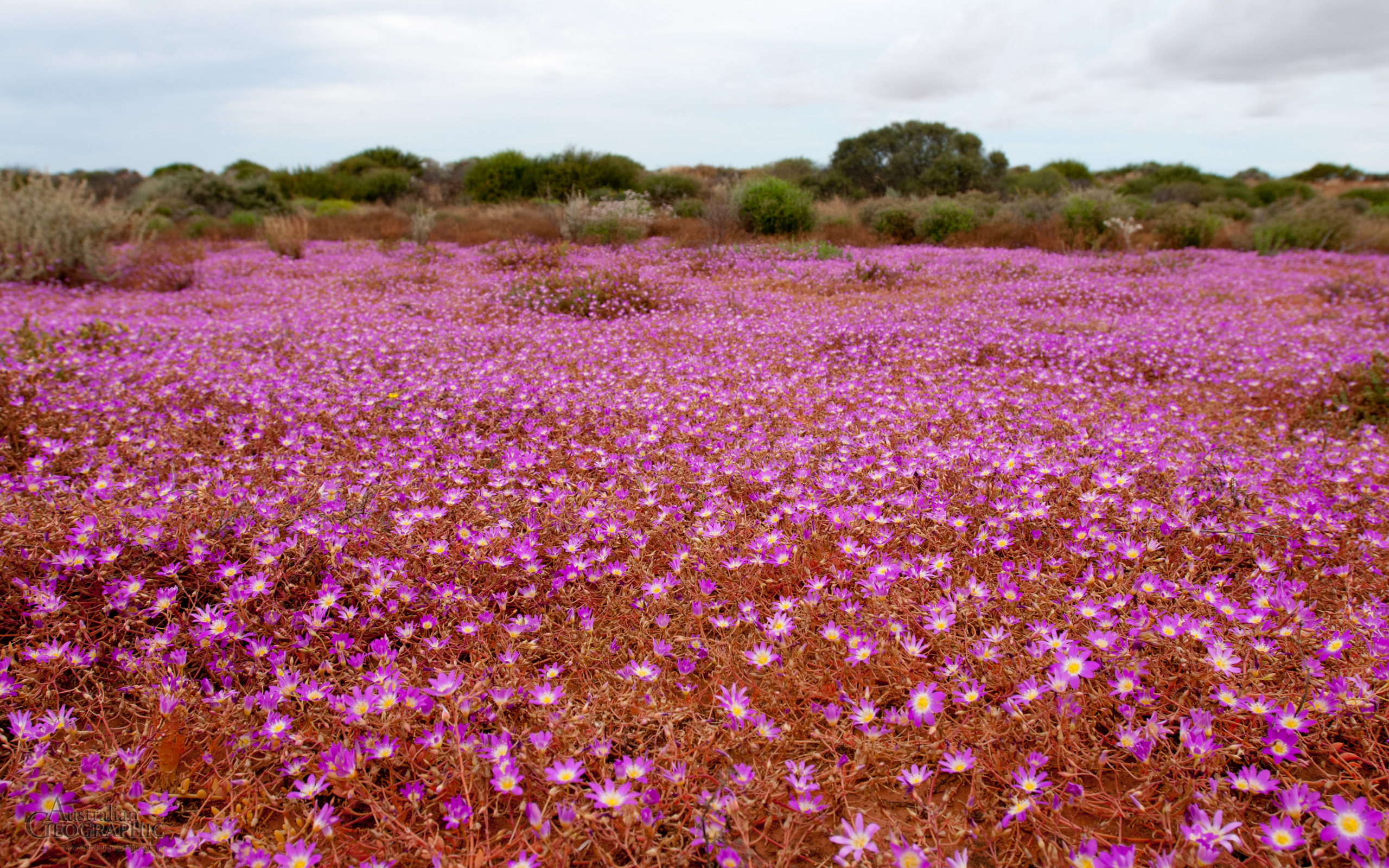 Free download wallpaper Flowers, Flower, Earth on your PC desktop