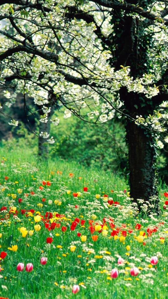 Скачать картинку Трава, Цветок, Земля, Поле, Весна, Тюльпан, Цветущие, Белый Цветок, Цвести, Земля/природа в телефон бесплатно.