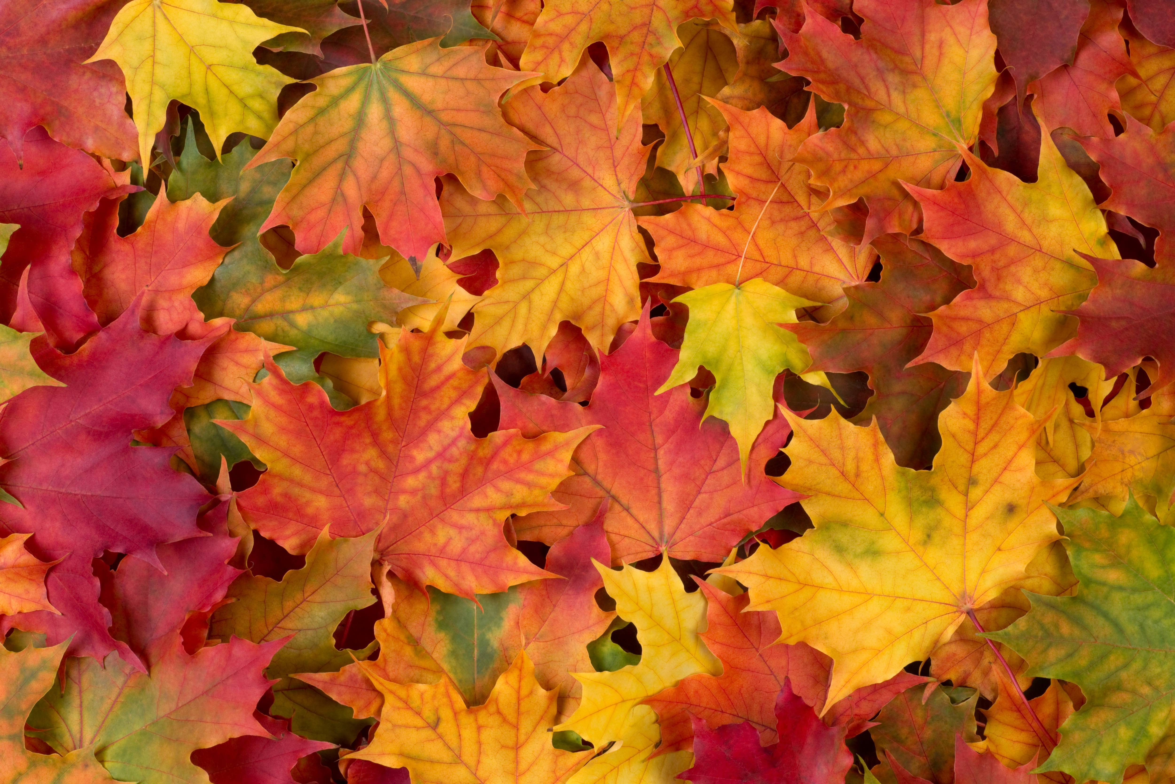 Free download wallpaper Nature, Close Up, Leaf, Fall, Earth on your PC desktop