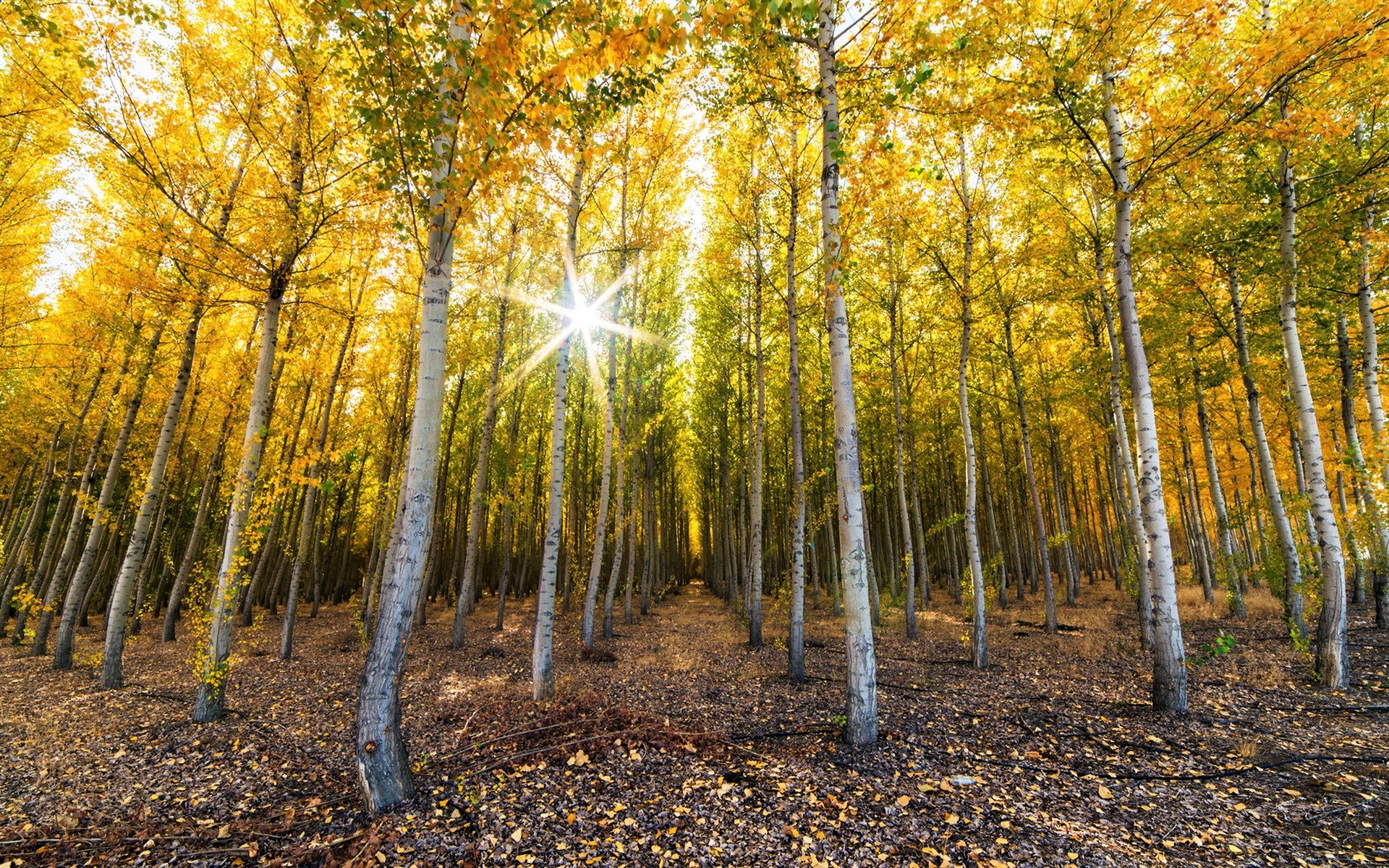Скачать обои бесплатно Осень, Лес, Береза, Земля/природа картинка на рабочий стол ПК