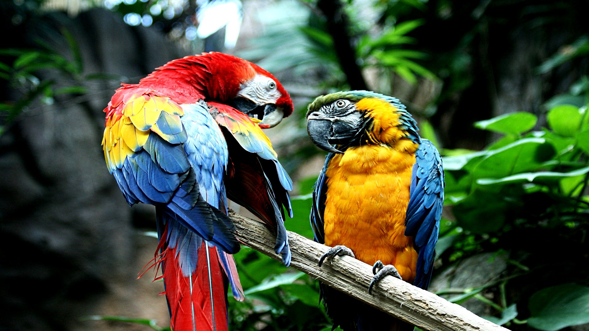 1480547 скачать обои животные, ара, птица, сине желтый ара, попугай, алый ара - заставки и картинки бесплатно