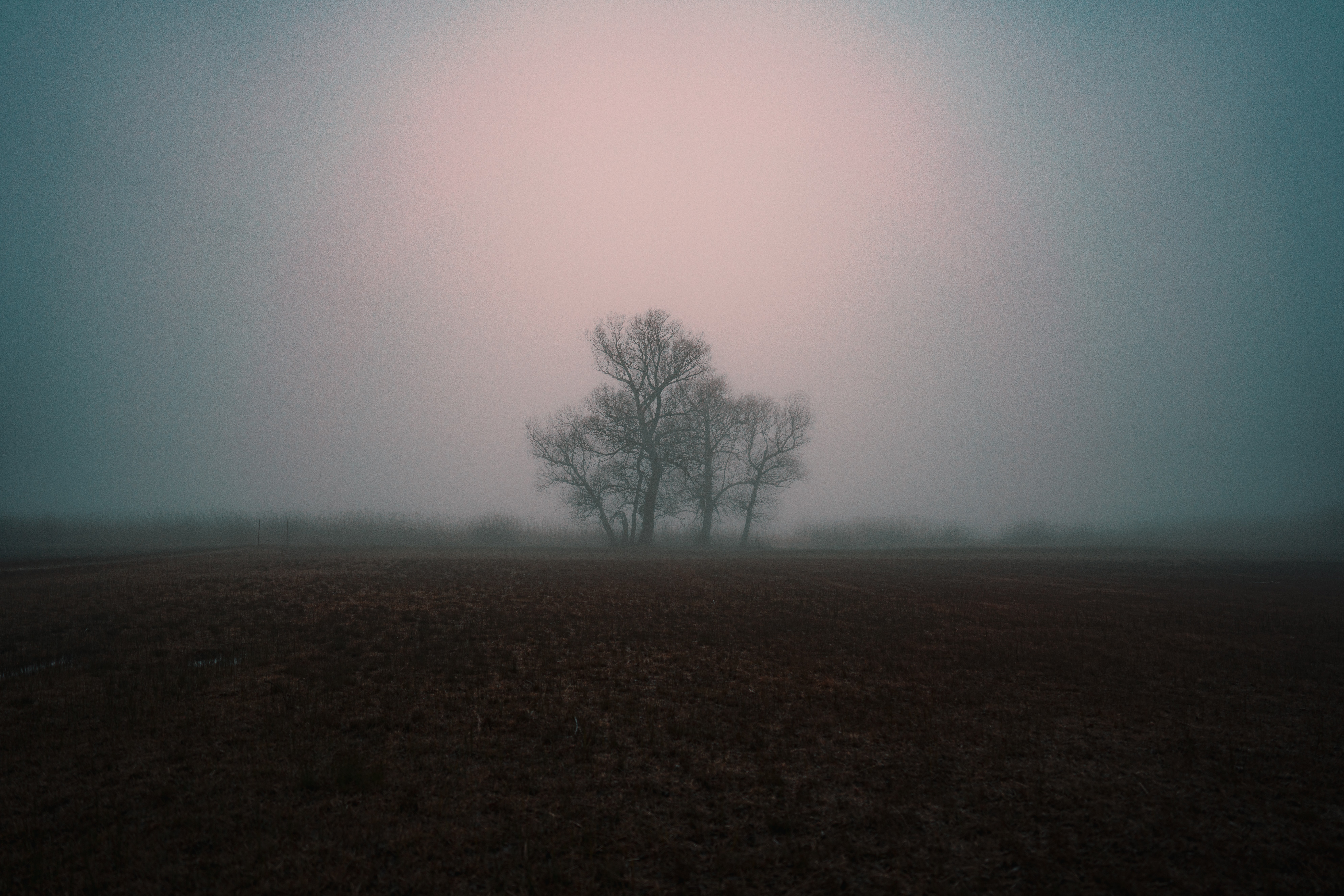 nature, wood, tree, fog, gloomy, gloomily